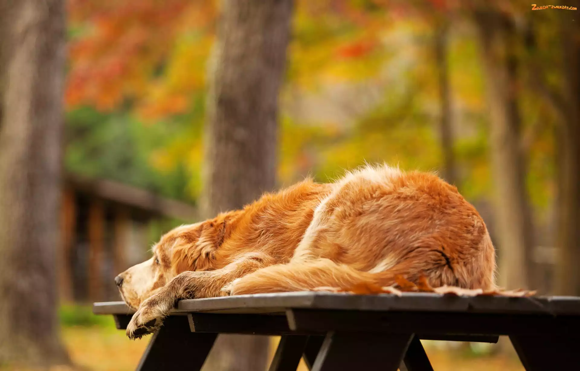 Jesień, Leżący, Golden retriever