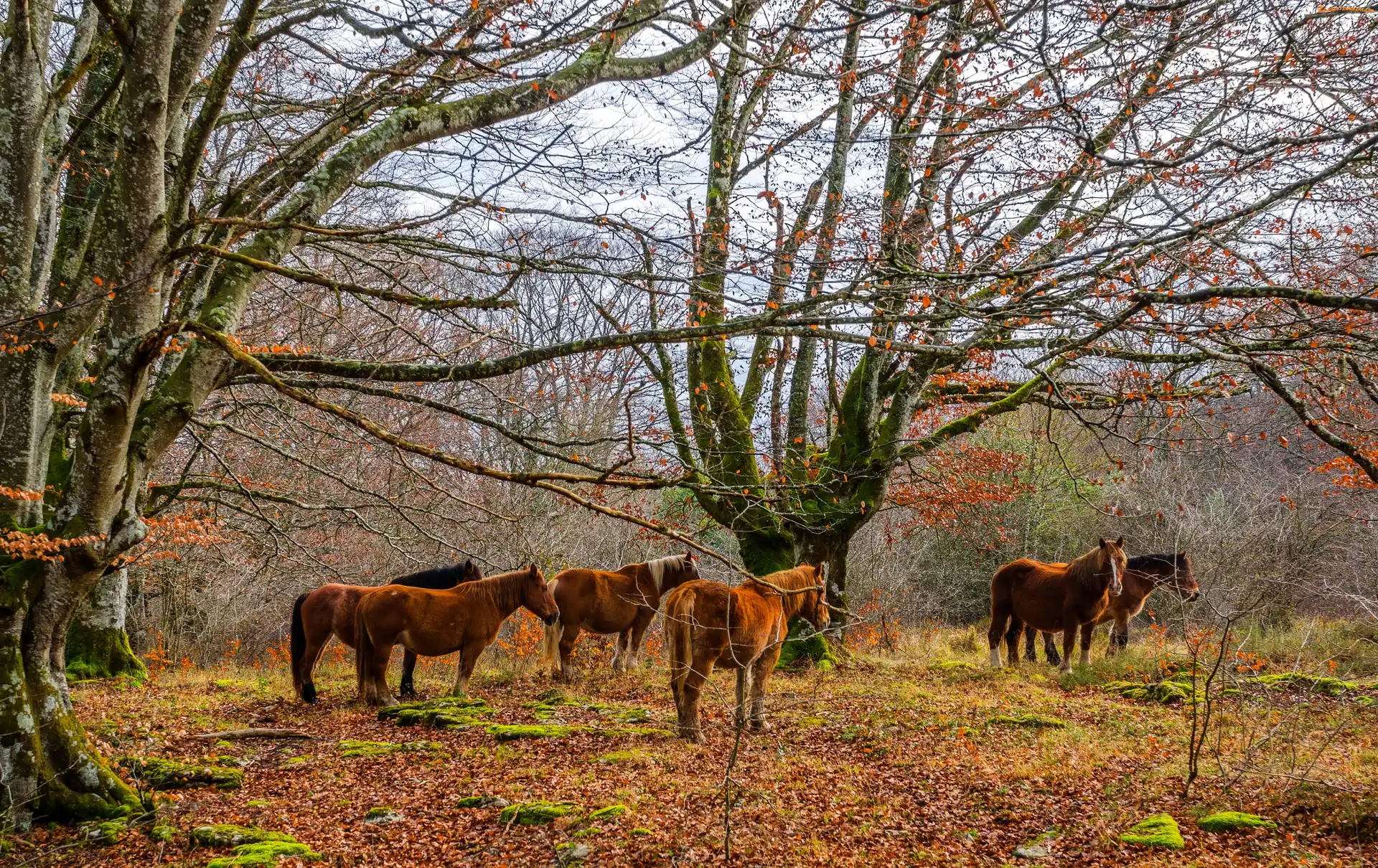 Konie, Jesień, Las
