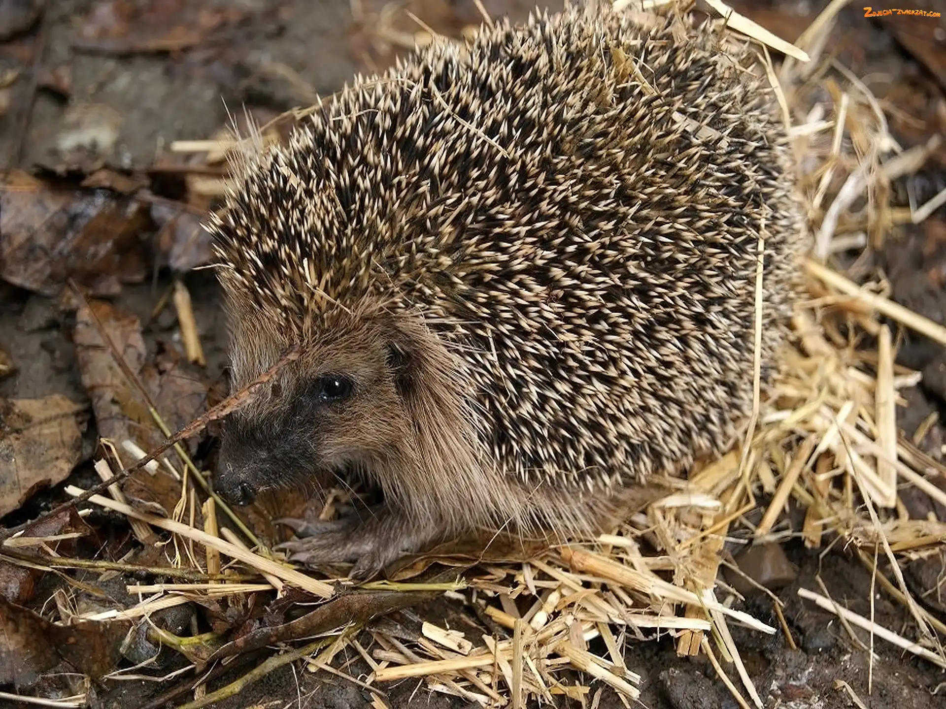 Słoma, Jeż, Kolce