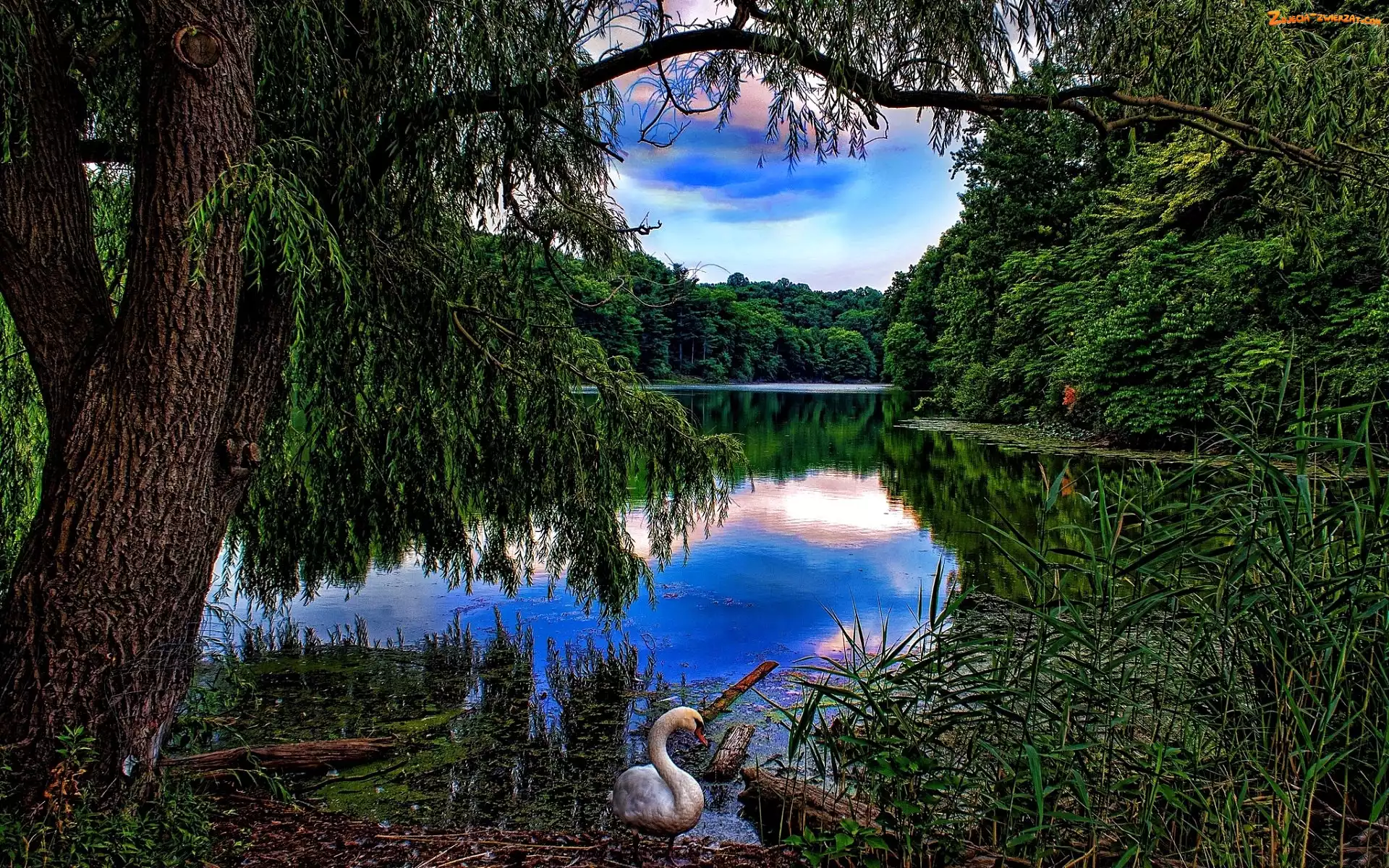 Łąbędz, Jezioro, Lasy