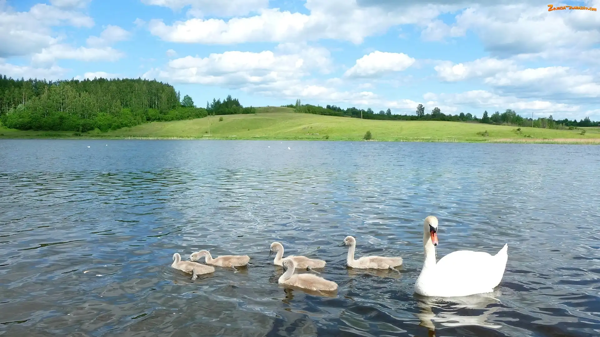 Jezioro, Chmury, Łabędzie, Drzewa