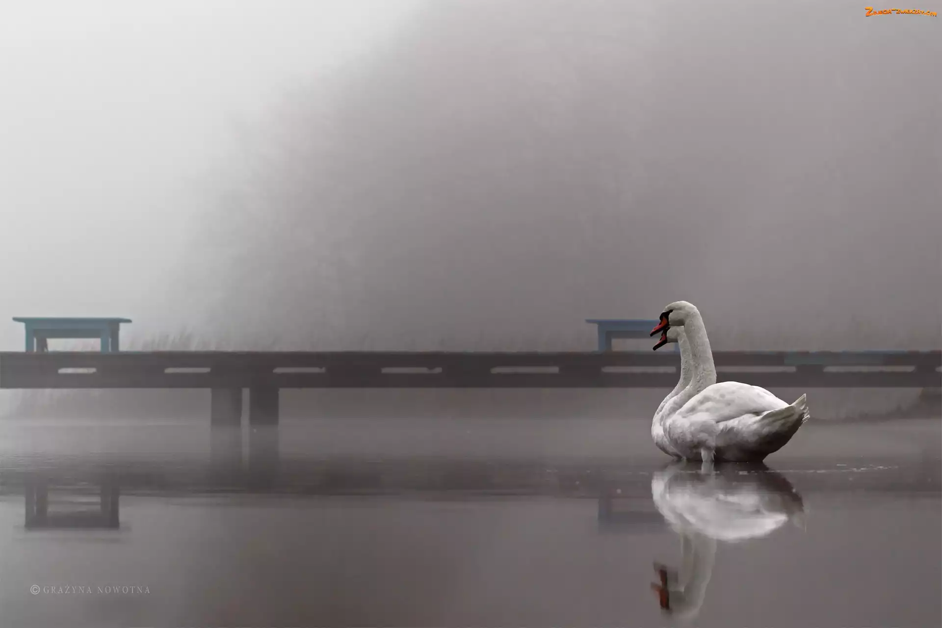 Jezioro, Mgła, Łabędzie, Pomost