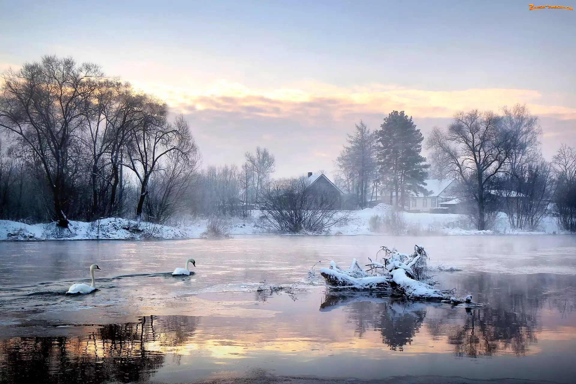 Śnieg, Łabędzie, Jezioro, Drzewa