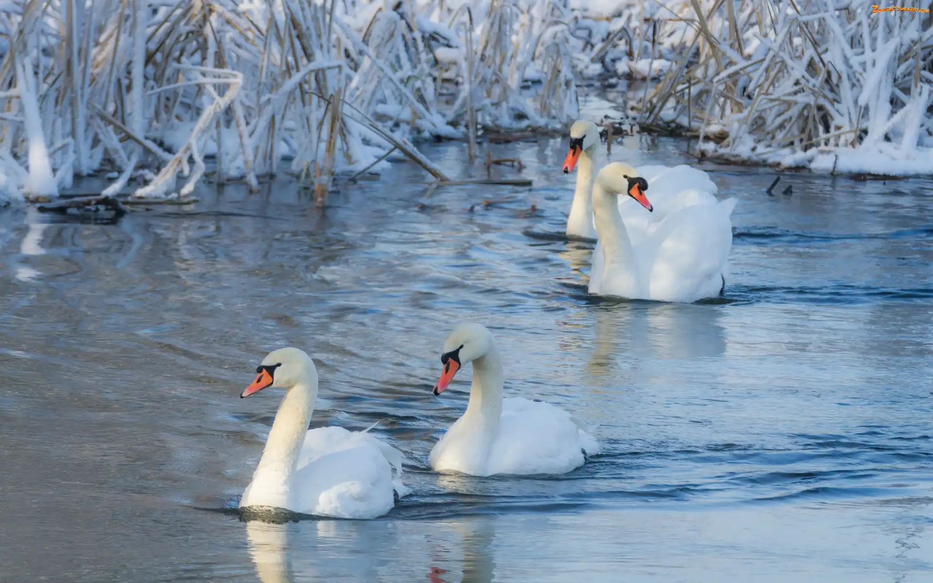 Jezioro, Zima, Łabędzie, Szuwary