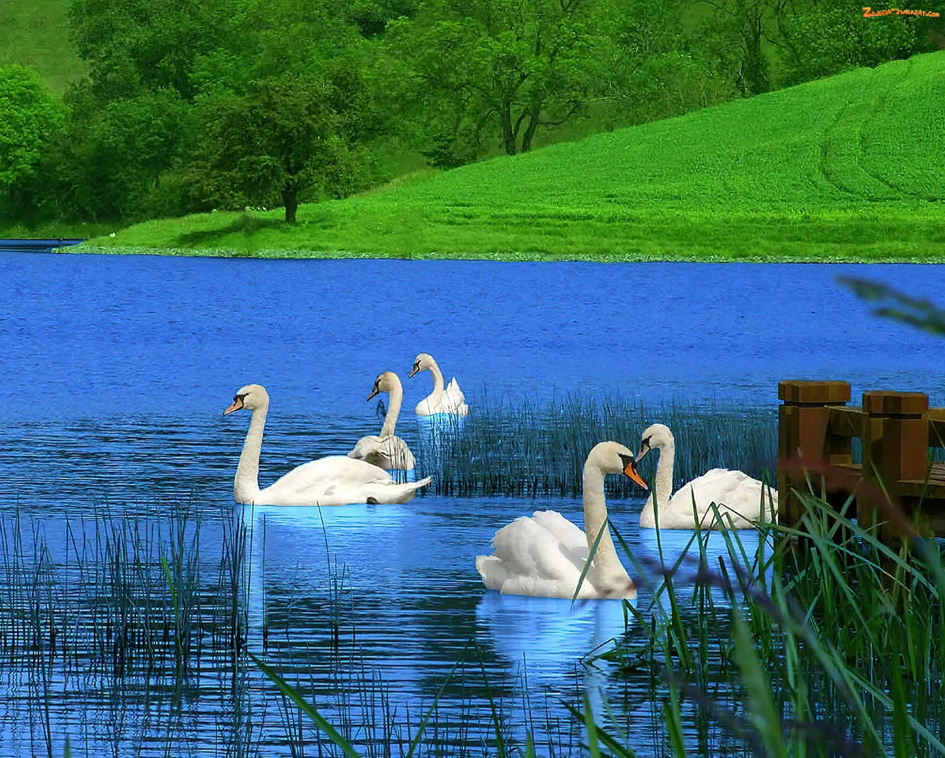 Łąka, Jezioro, Łabędzie