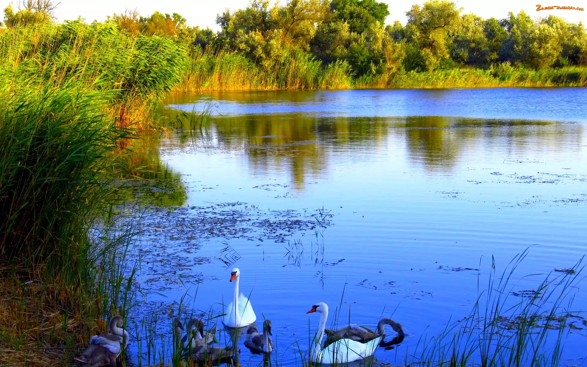 Drzewa, Jezioro, Łabędzie