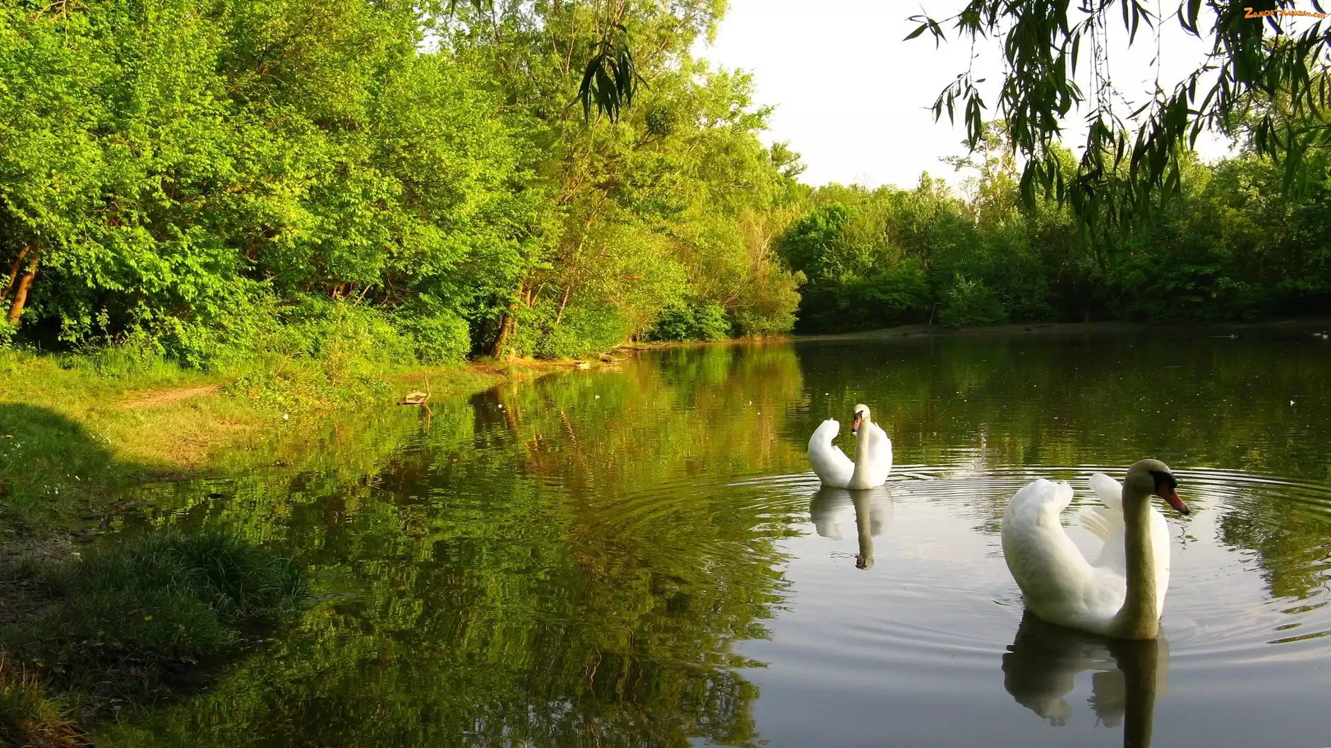 Drzewa, Jezioro, Łabędzie