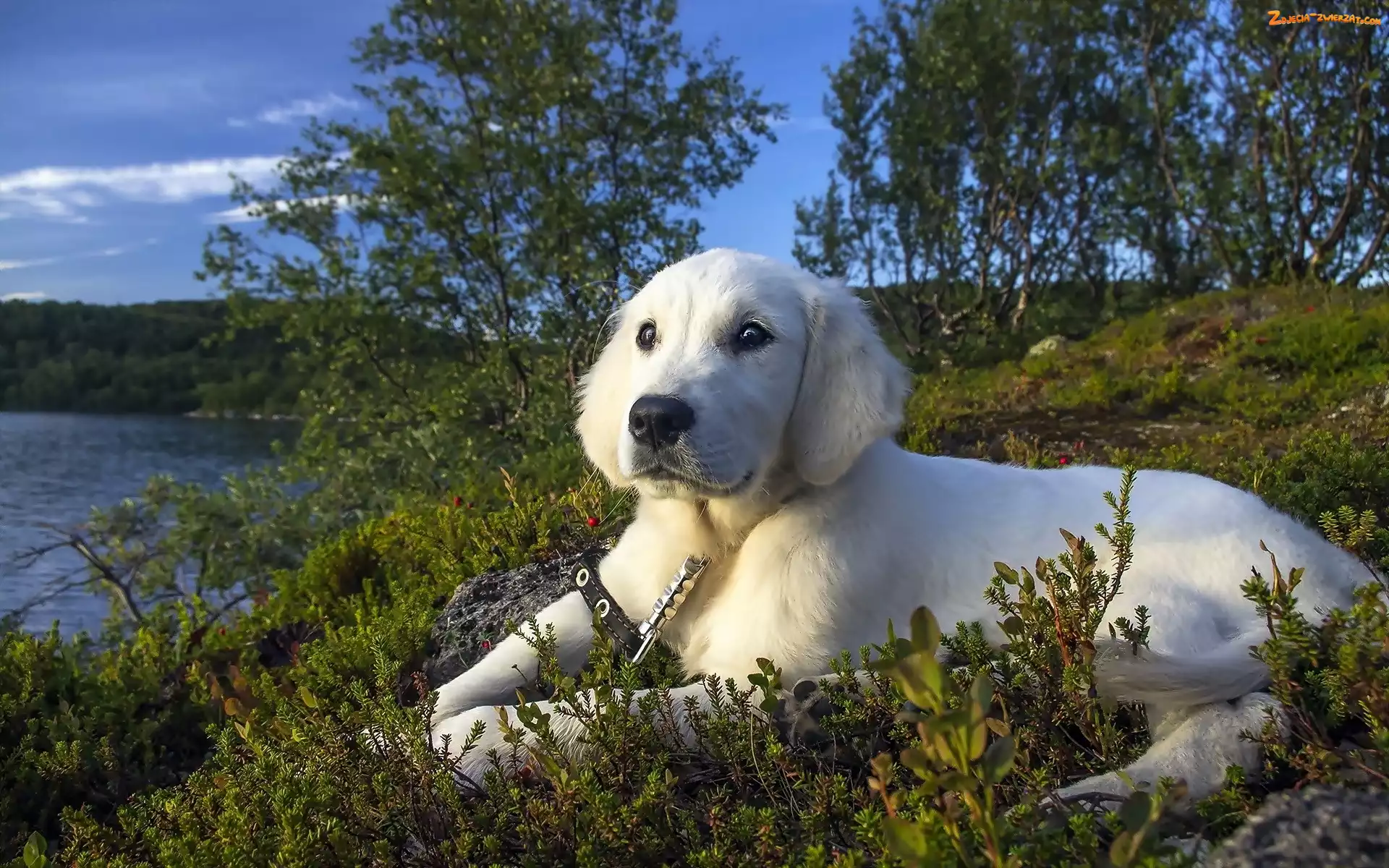 Jezioro, Pies, Golden retriever