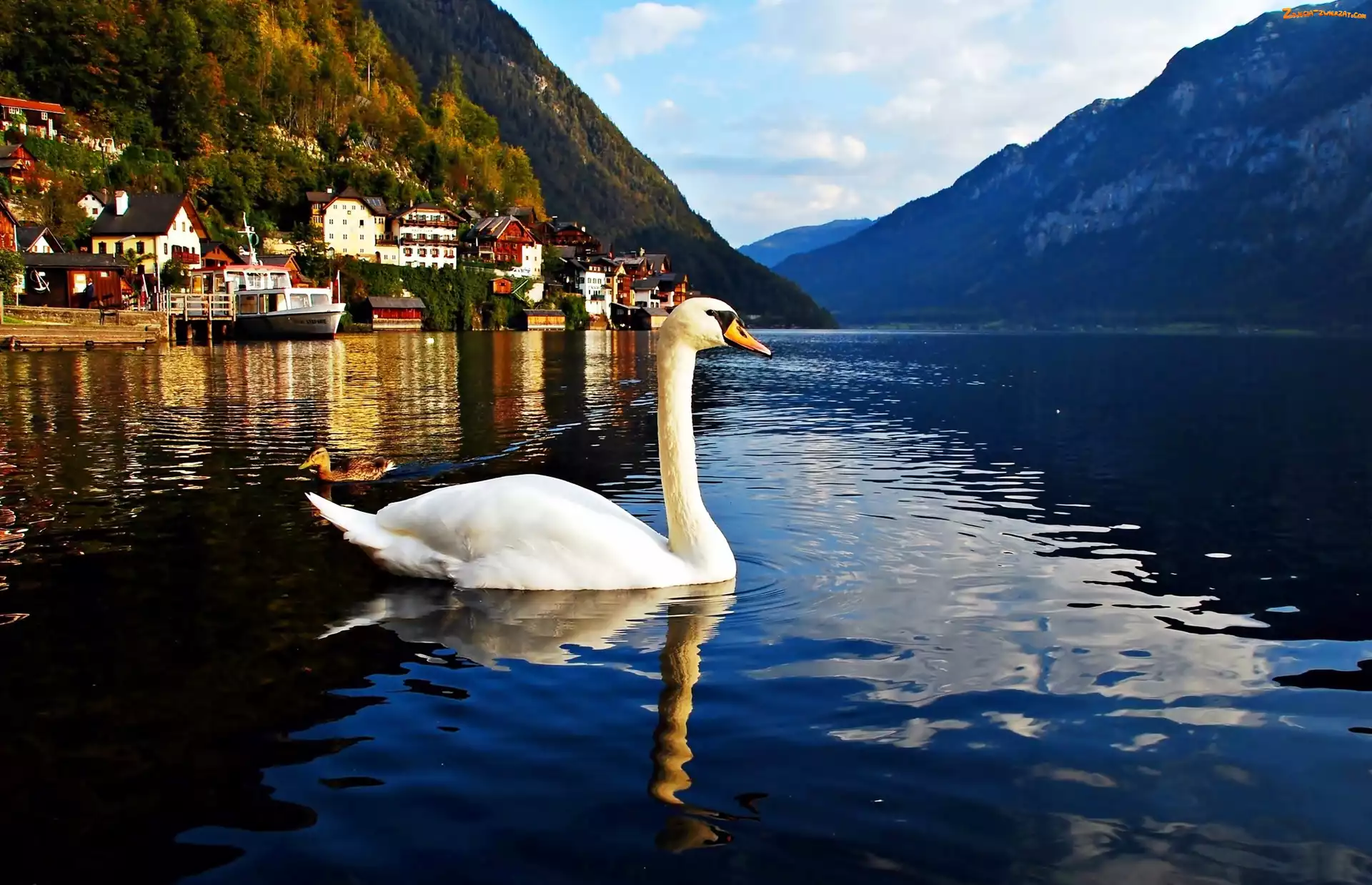 Austria, Hallstatt, Jezioro, Góry, Łabędź