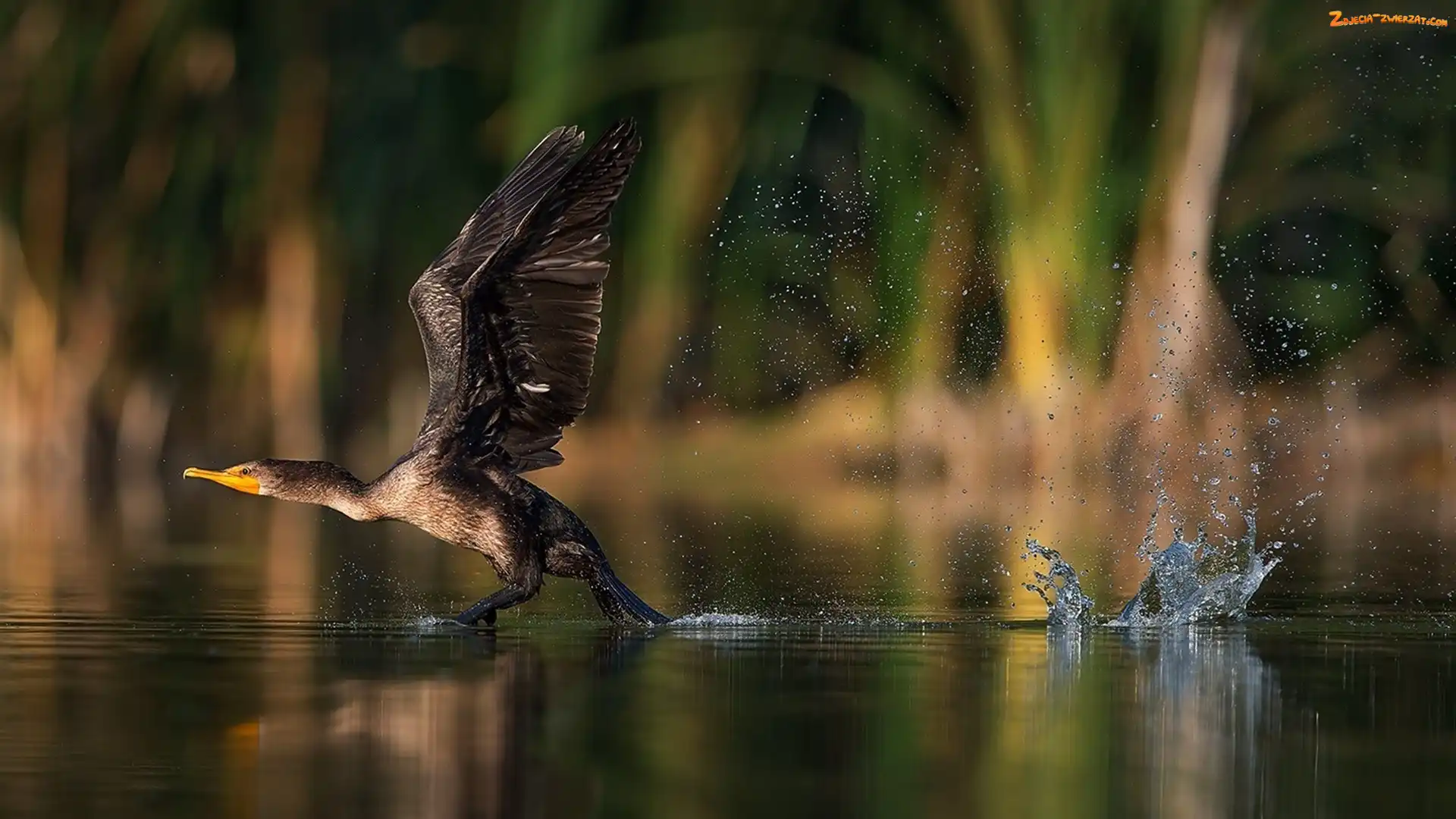 Jezioro, Kormoran