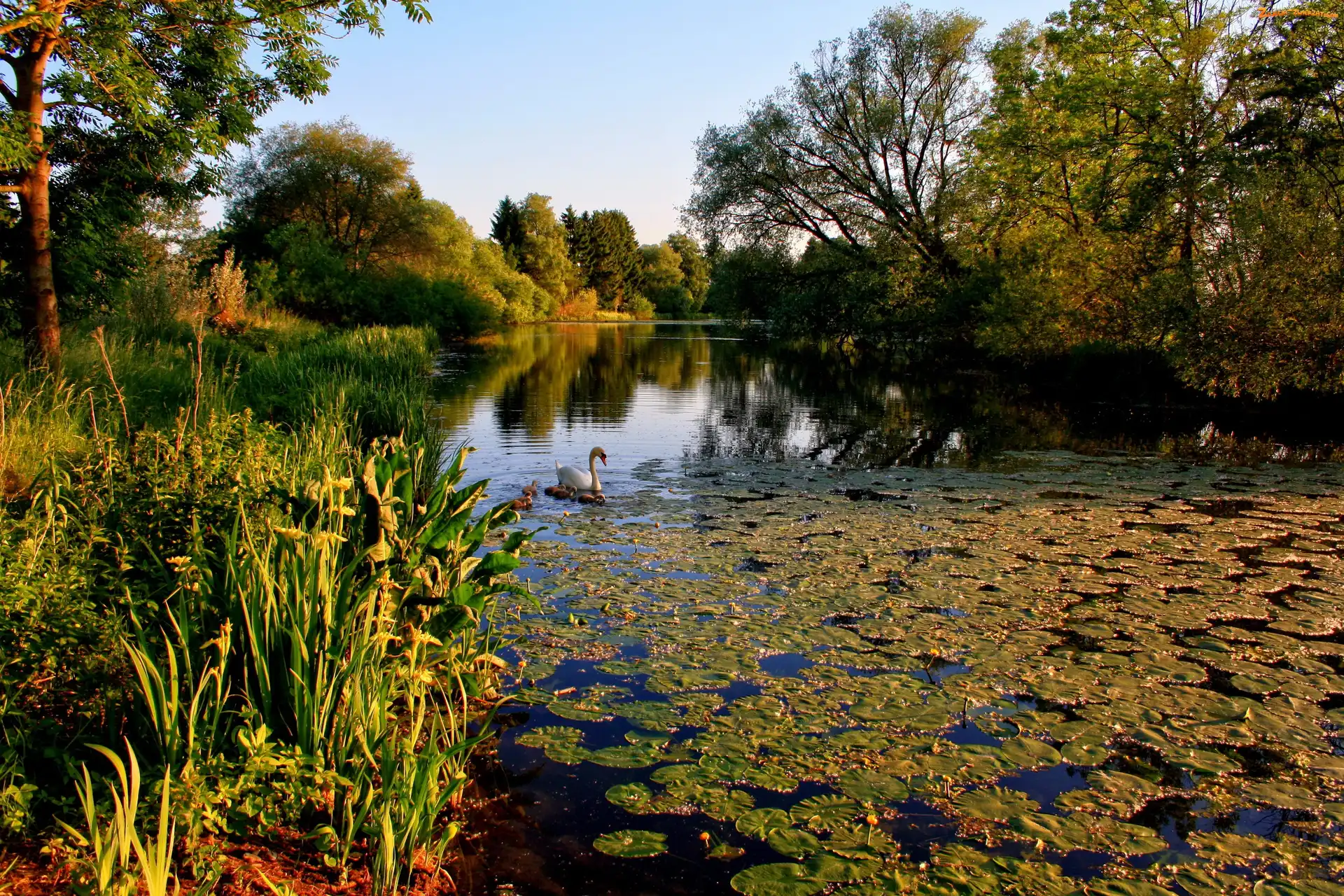 Zieleń, Jezioro, Łabędzie