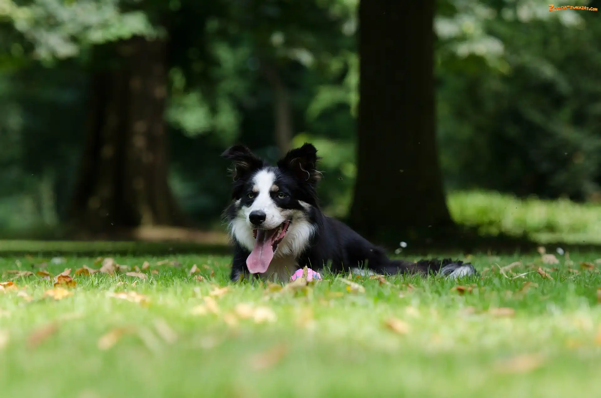 Jęzor, Border collie, Liście, Łąka, Leżący