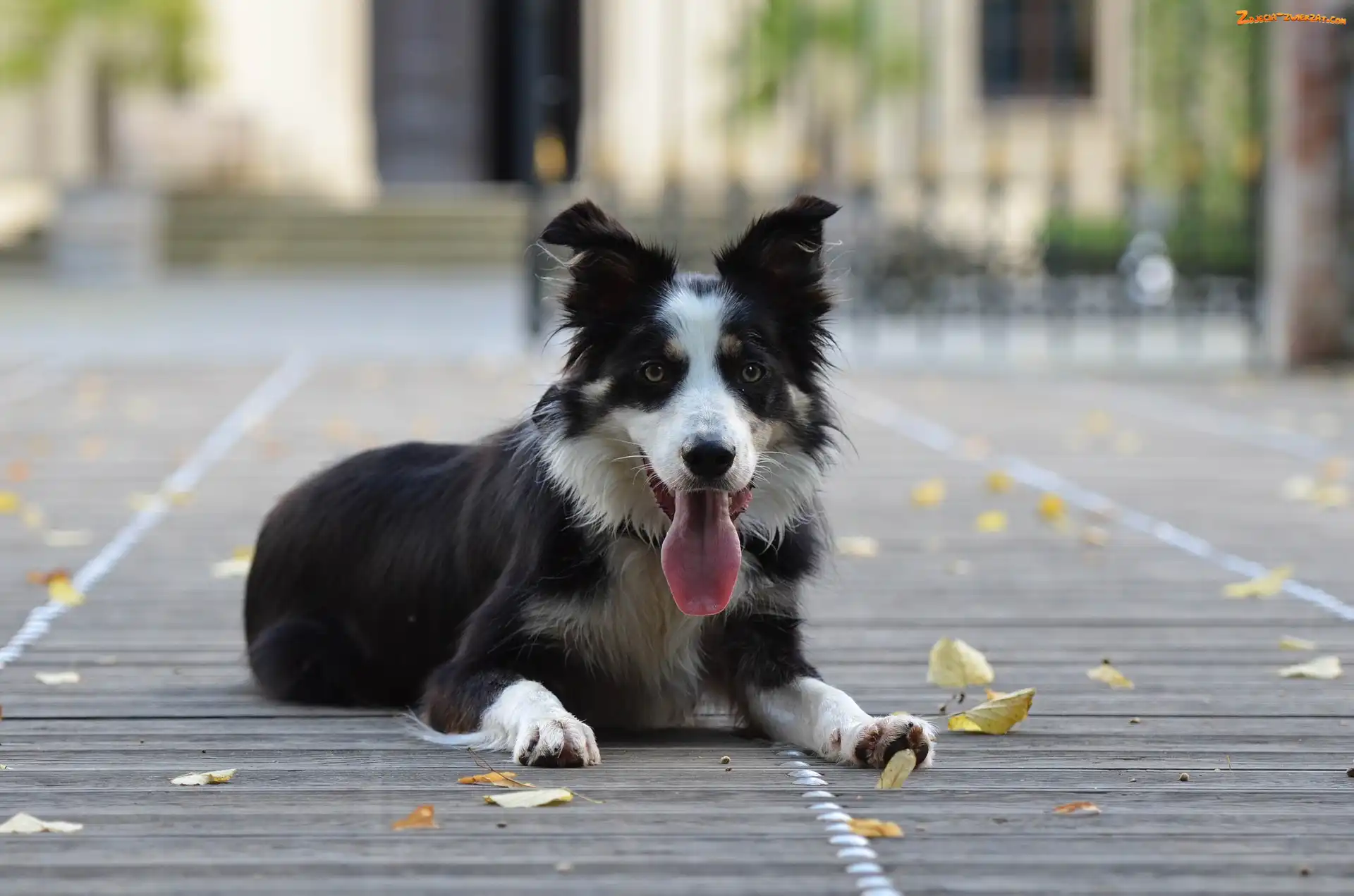 Jęzor, Border collie, Pysk