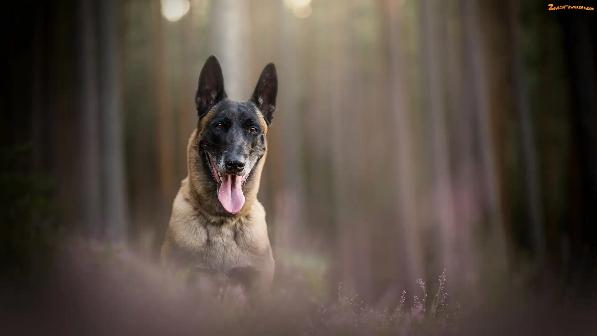 Tło
, Mordka, Pies, Wrzosy, Rozmyte, Owczarek belgijski malinois, Jęzor