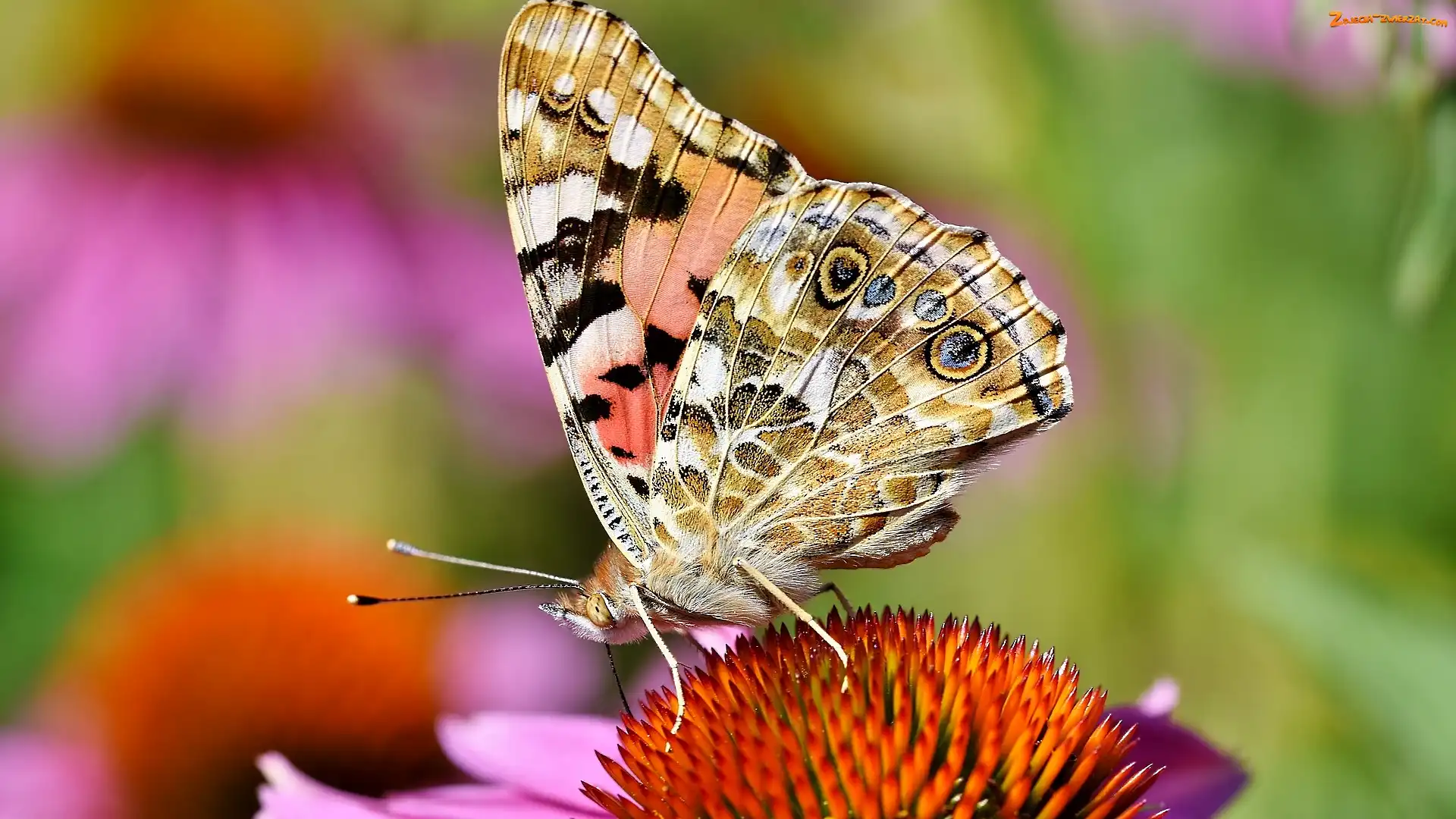 Jeżówka, Rusałka osetnik, Kwiat, Motyl