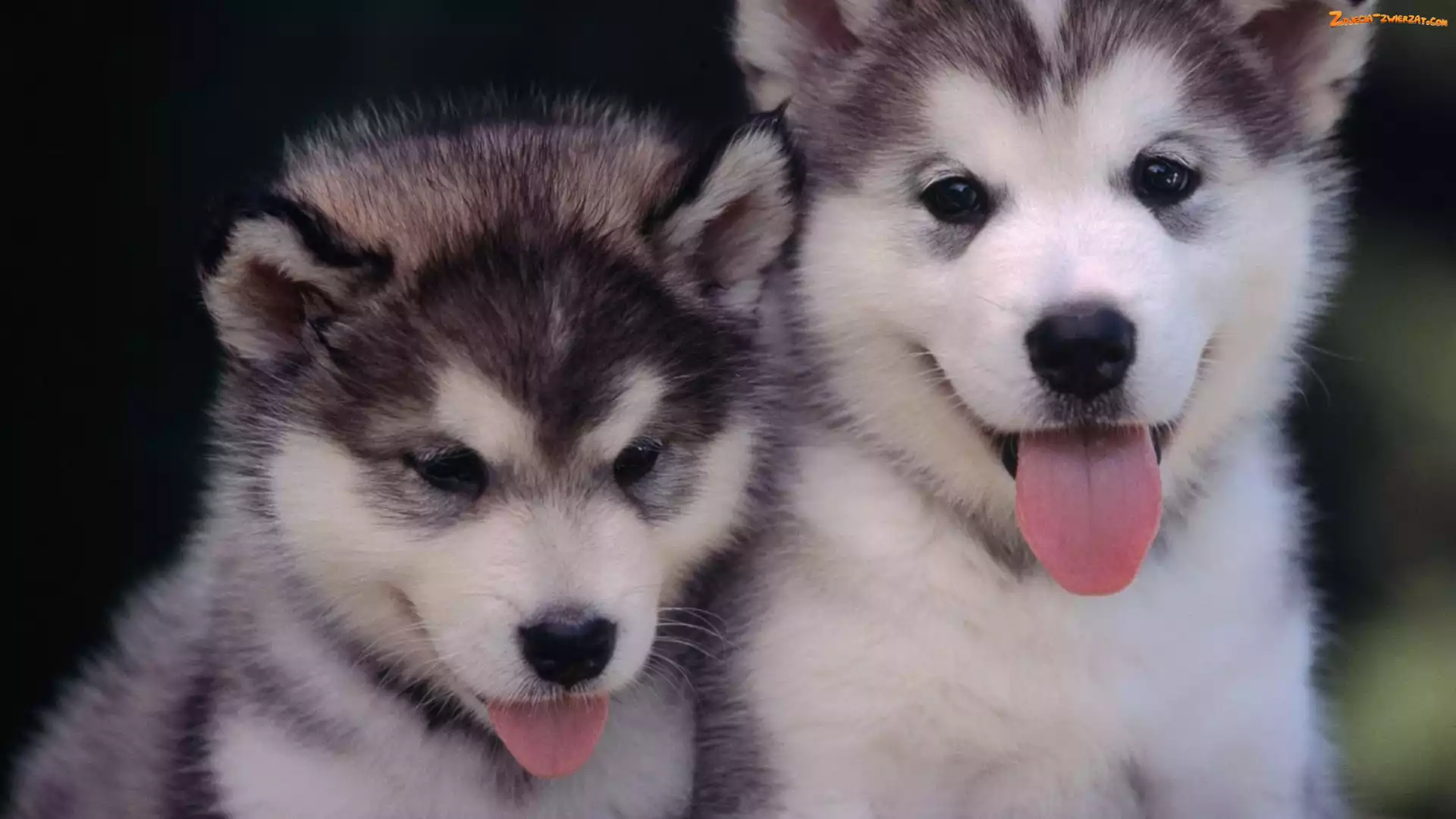 Języczki, Husky, Małe, Dwa, Siberian