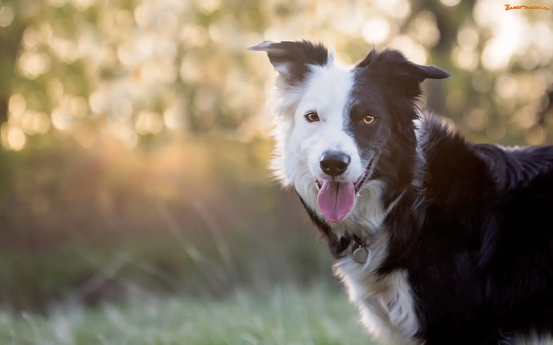 Język, Border collie, Pysk