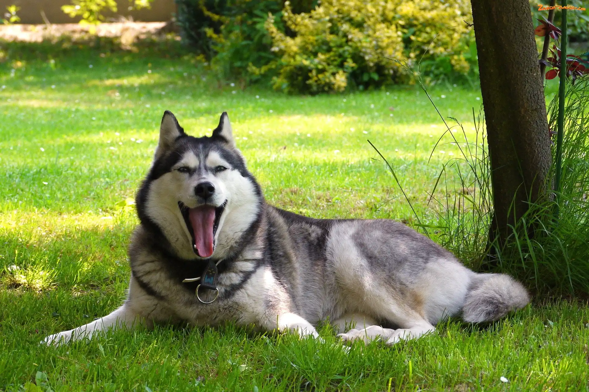 Język, Drzewo, Husky, Trawa
