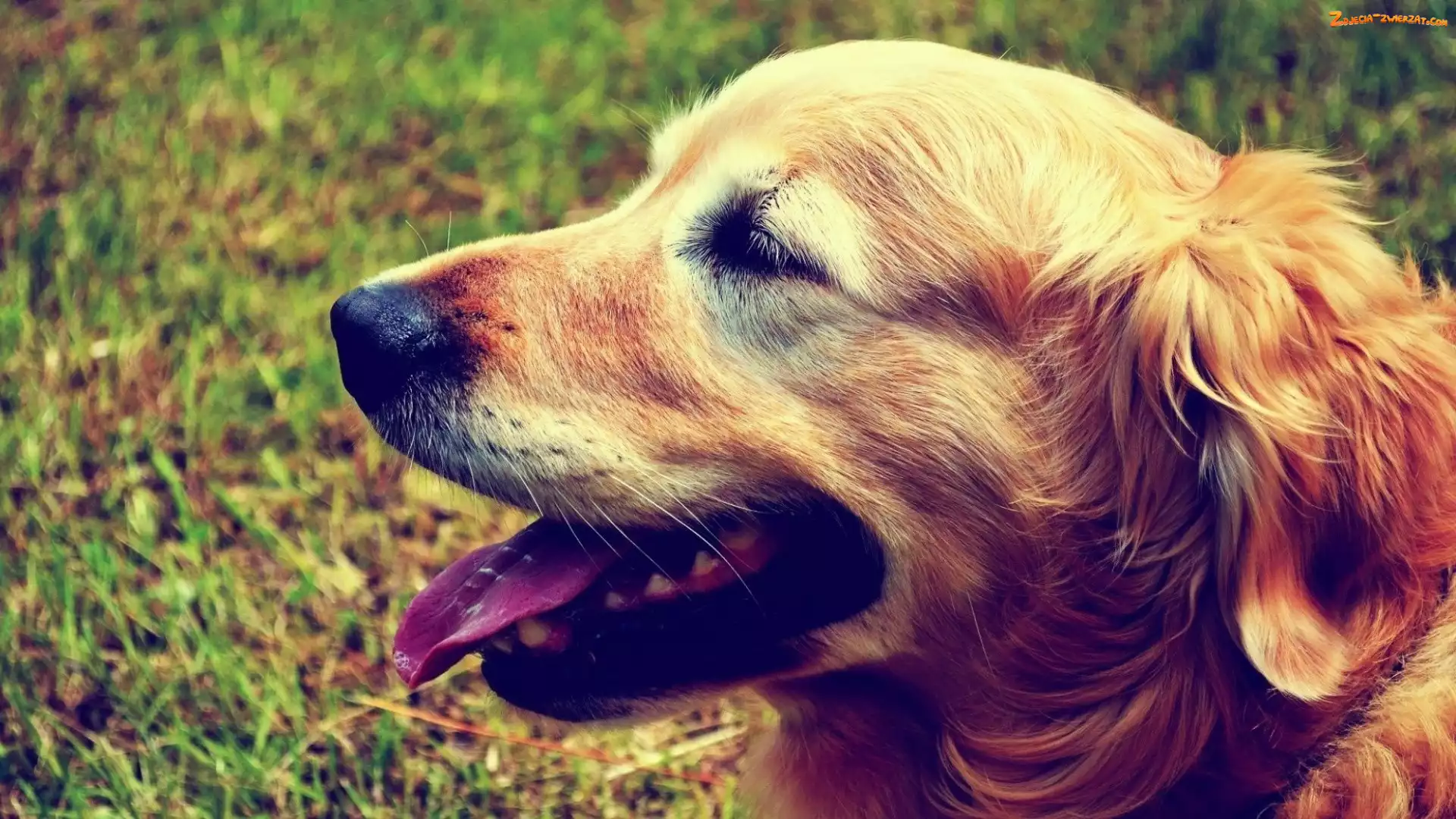 Język, Golden Retriever, Pyszczek