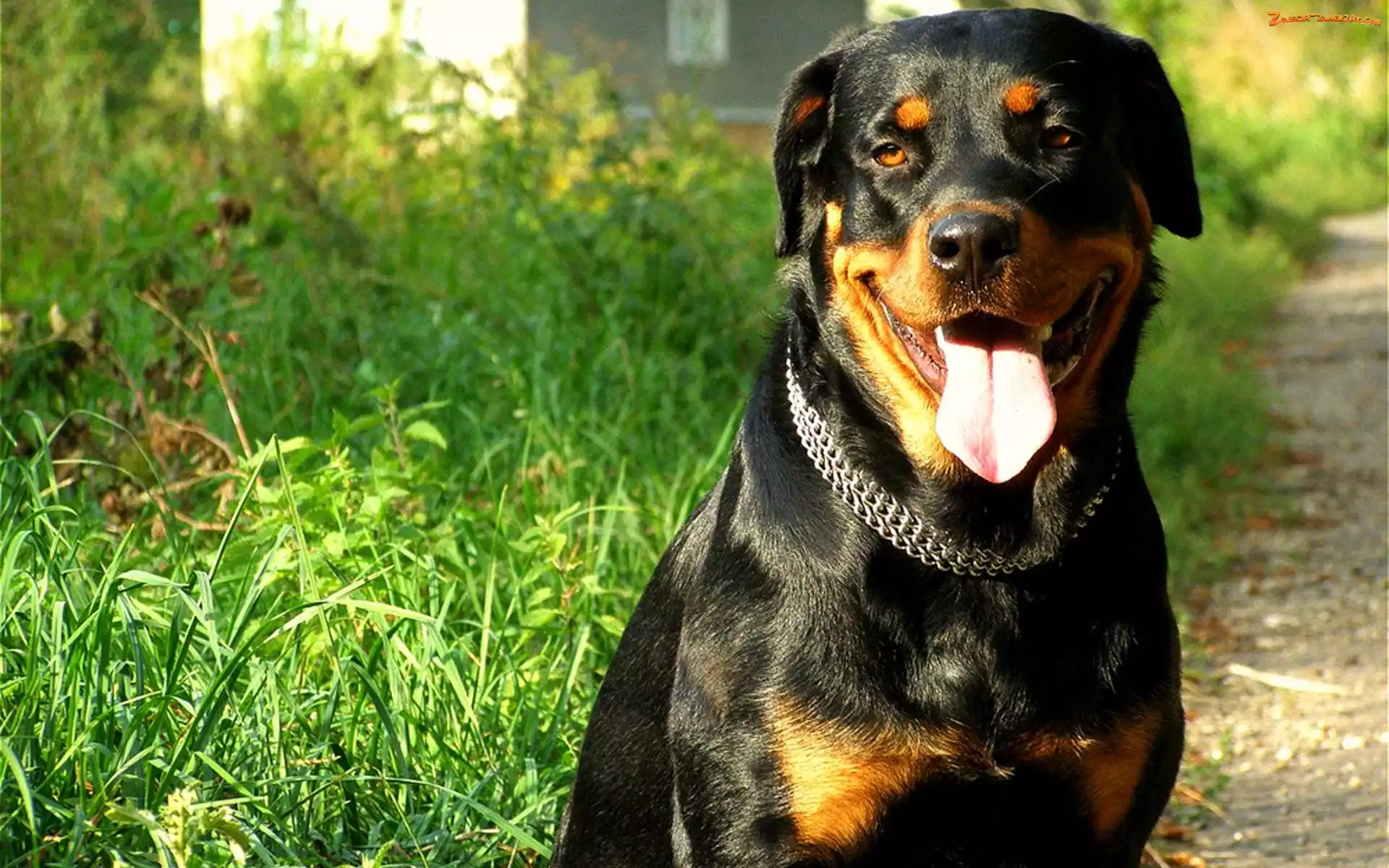Język, Trawa, Rottweiler, Obroża