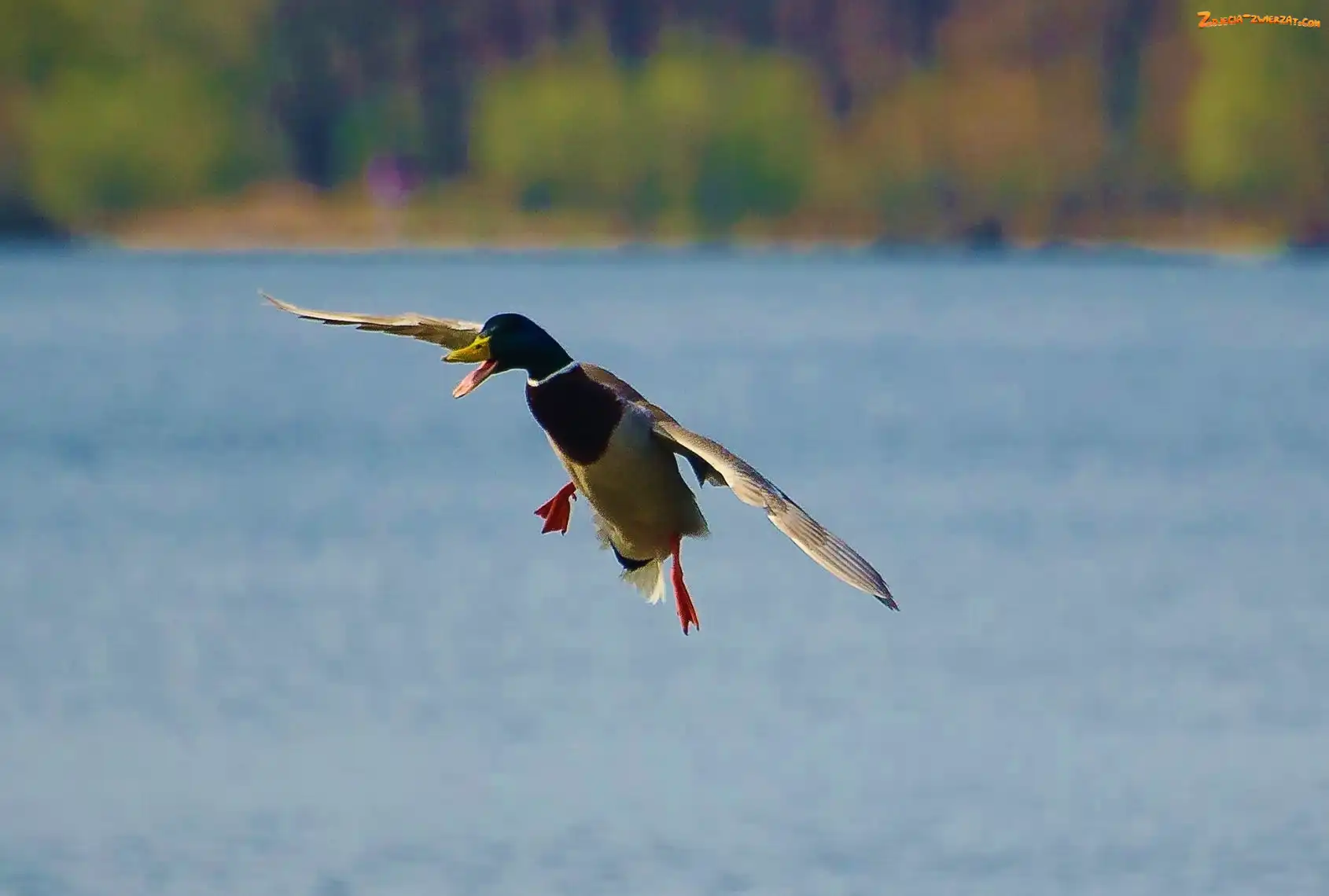 Skrzydła, Kaczka, Lot