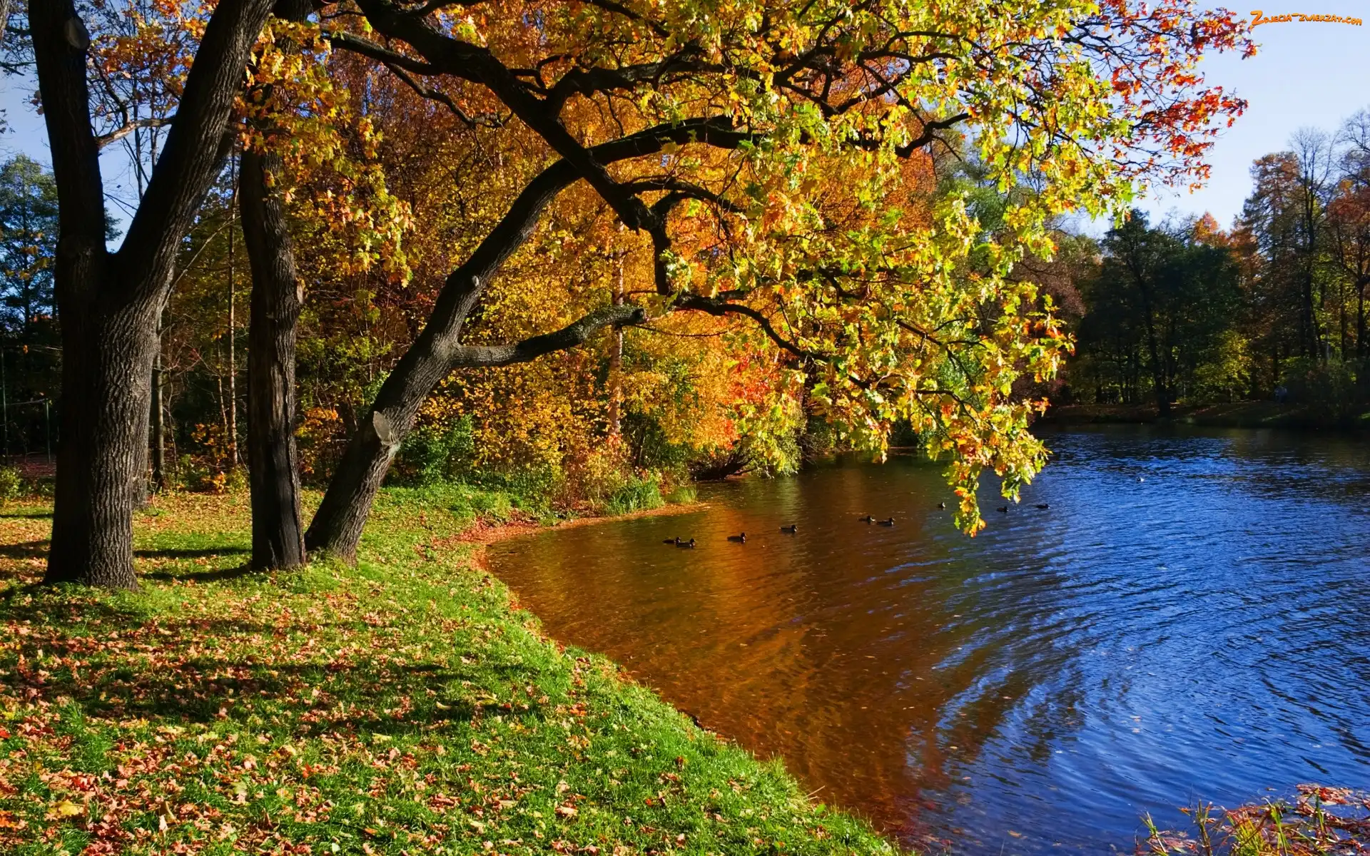Kaczki, Jesień, Rzeka, Park