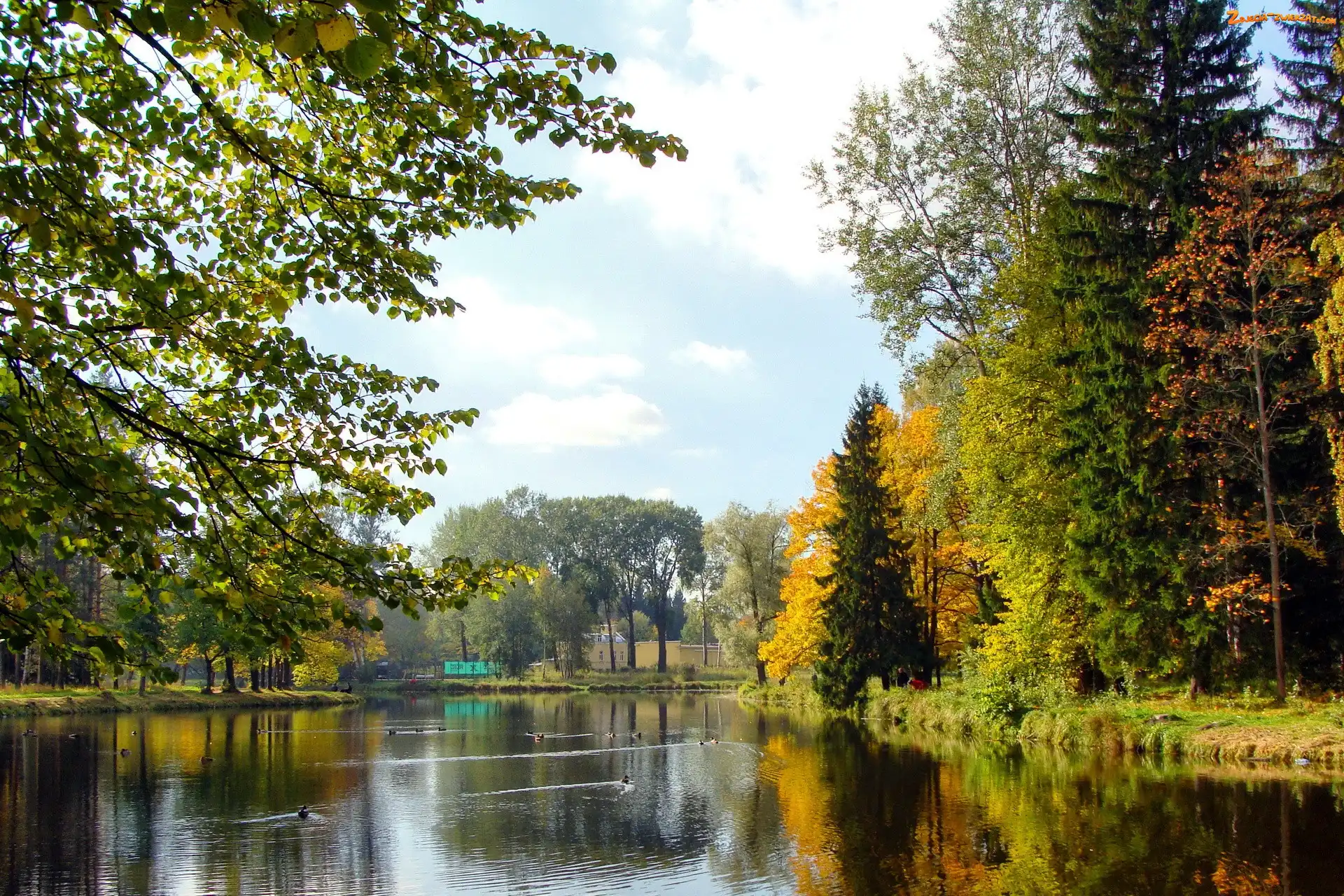 Kaczki, Jesień, Rzeka, Park