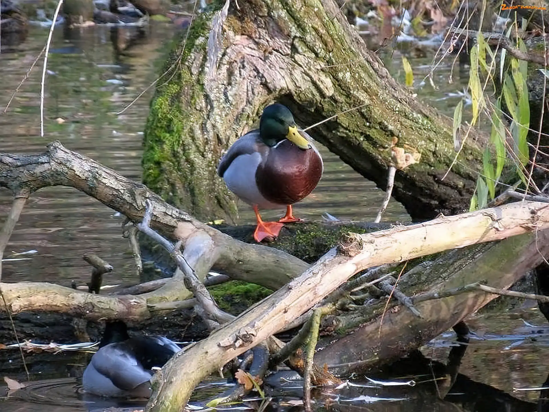 Rzeka, Kaczki, Konary