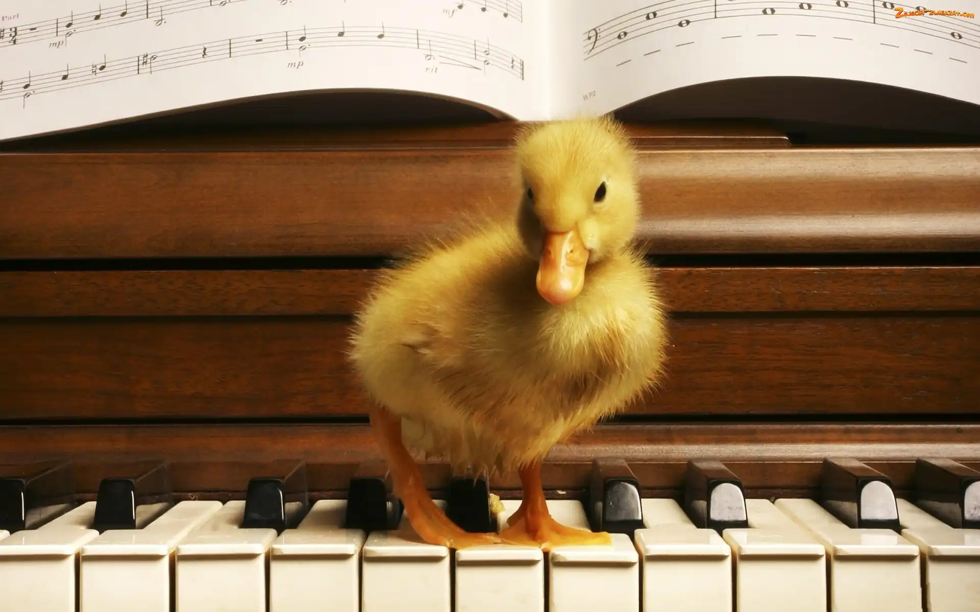 Nuty, Kaczuszka, Pianino