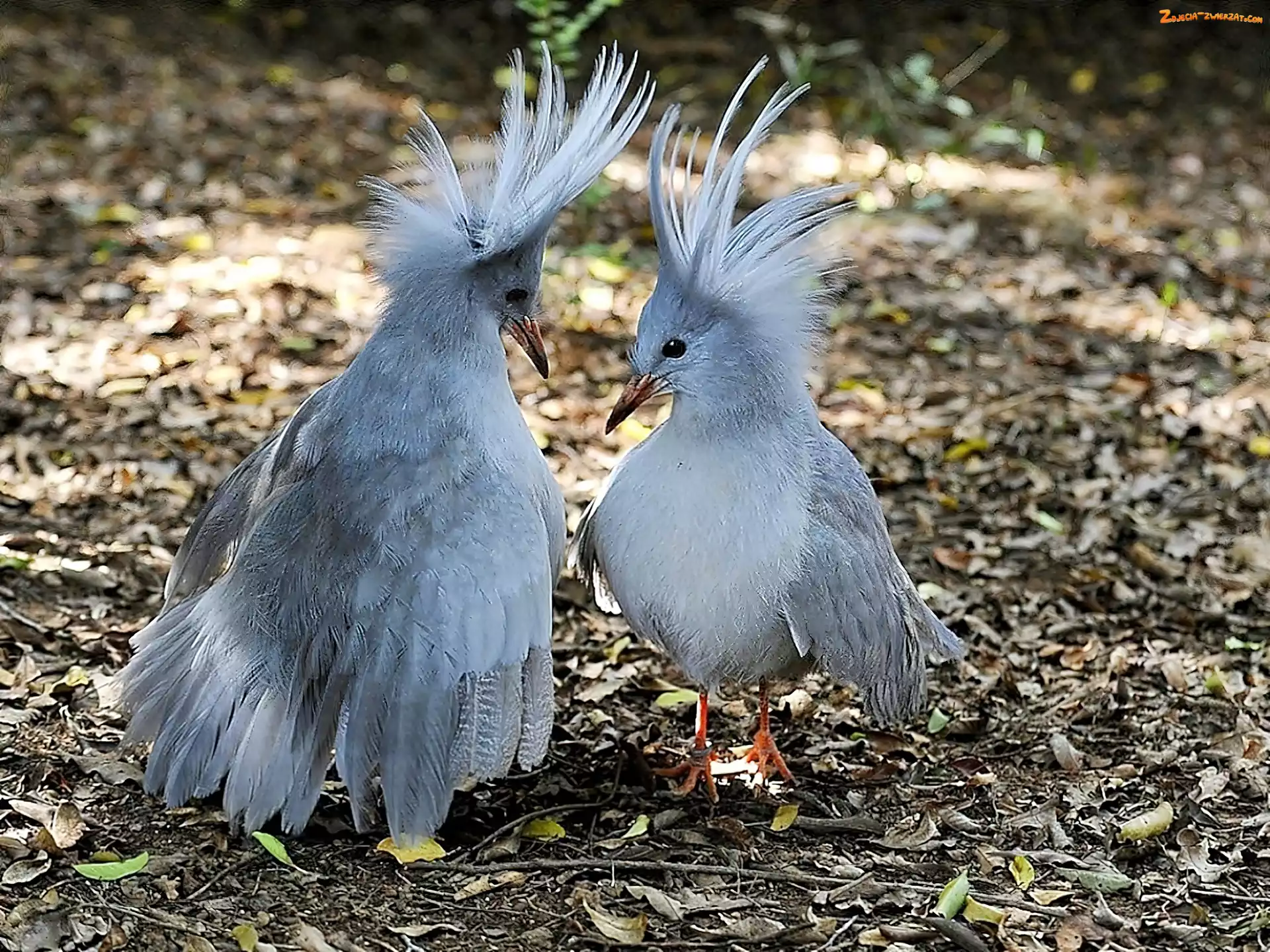 Ptaki, Kagu, Kaledonia, Nowa