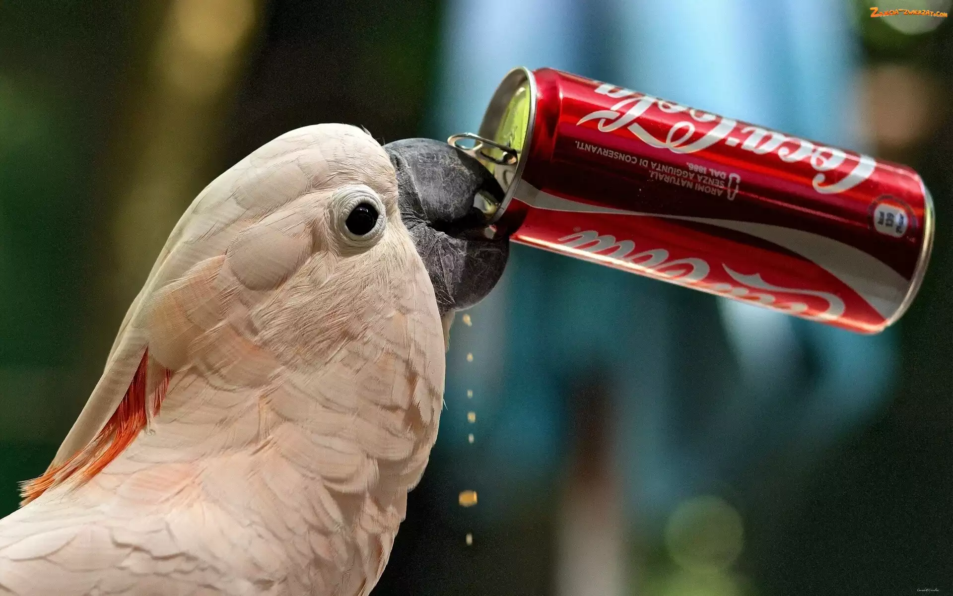 Kakadu, Cola, Papuga, Puszka