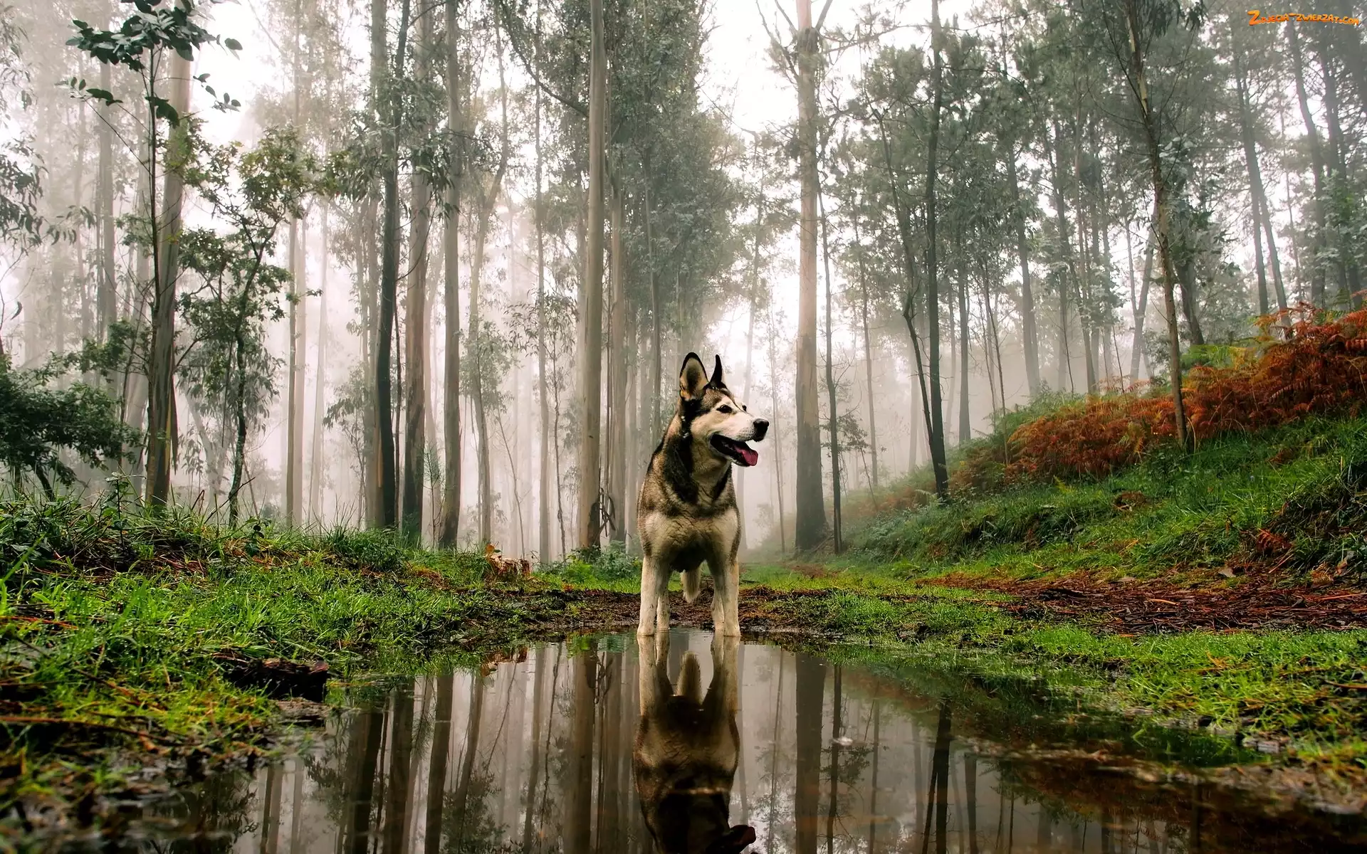 Kałuża, Jesień, Alaskan Malamute, Pies, Las