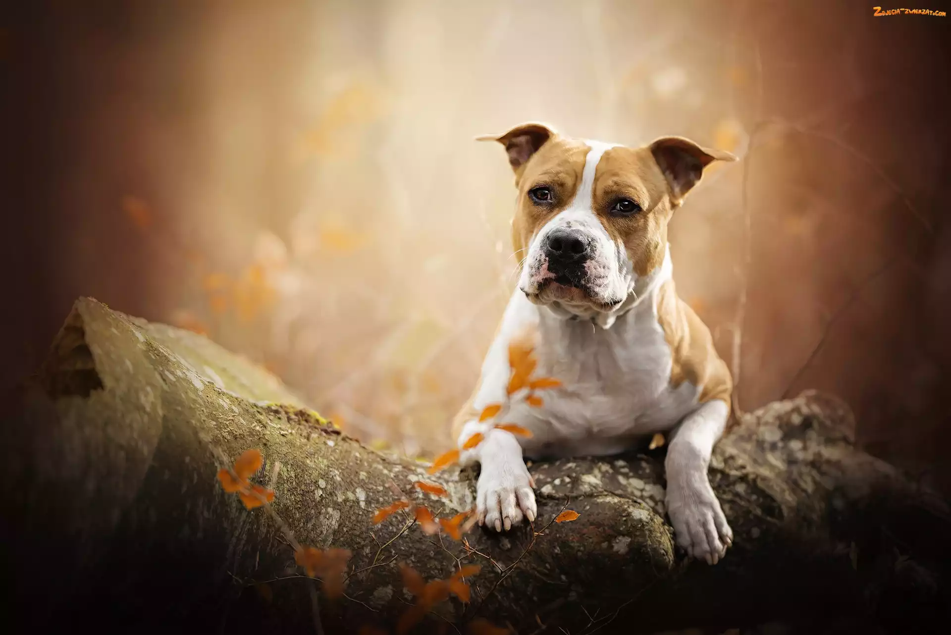 Kamień, Pies, Staffordshire bull terrier