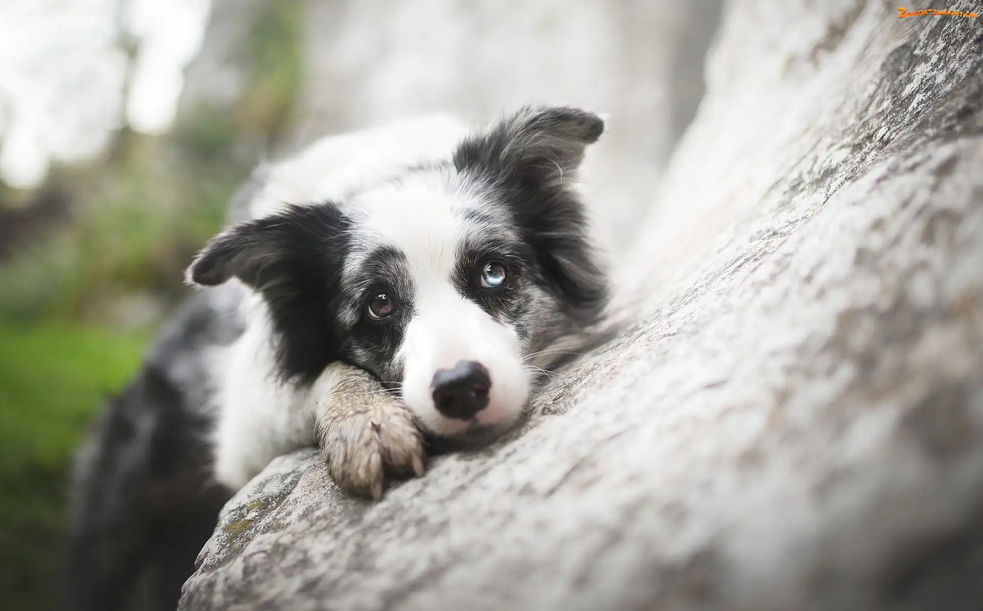 Kamień, Border collie, Pyszczek
