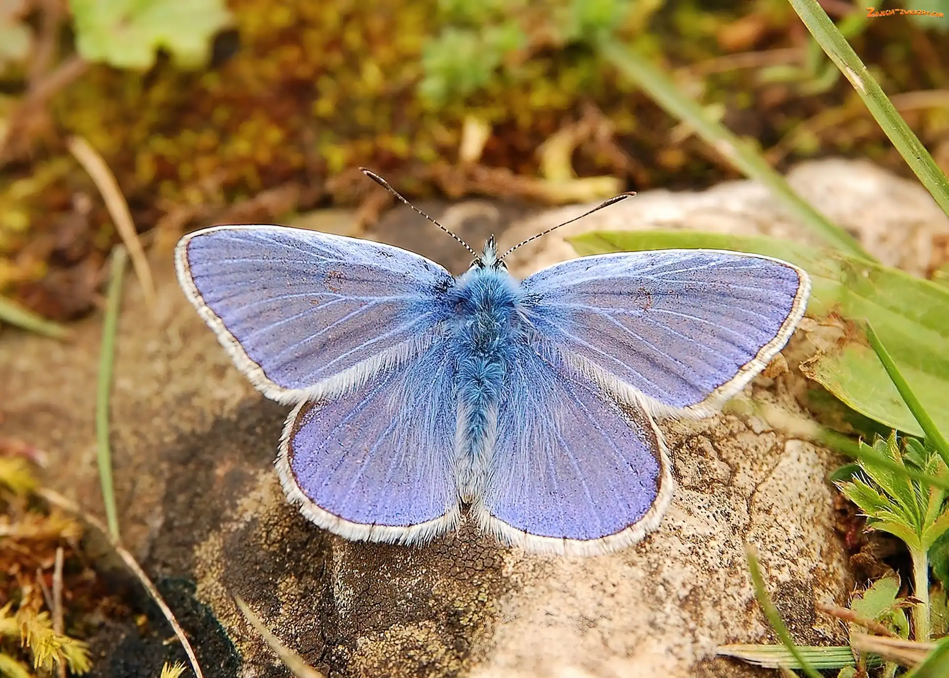 Kamień, Motyl, Modraszek Ikar