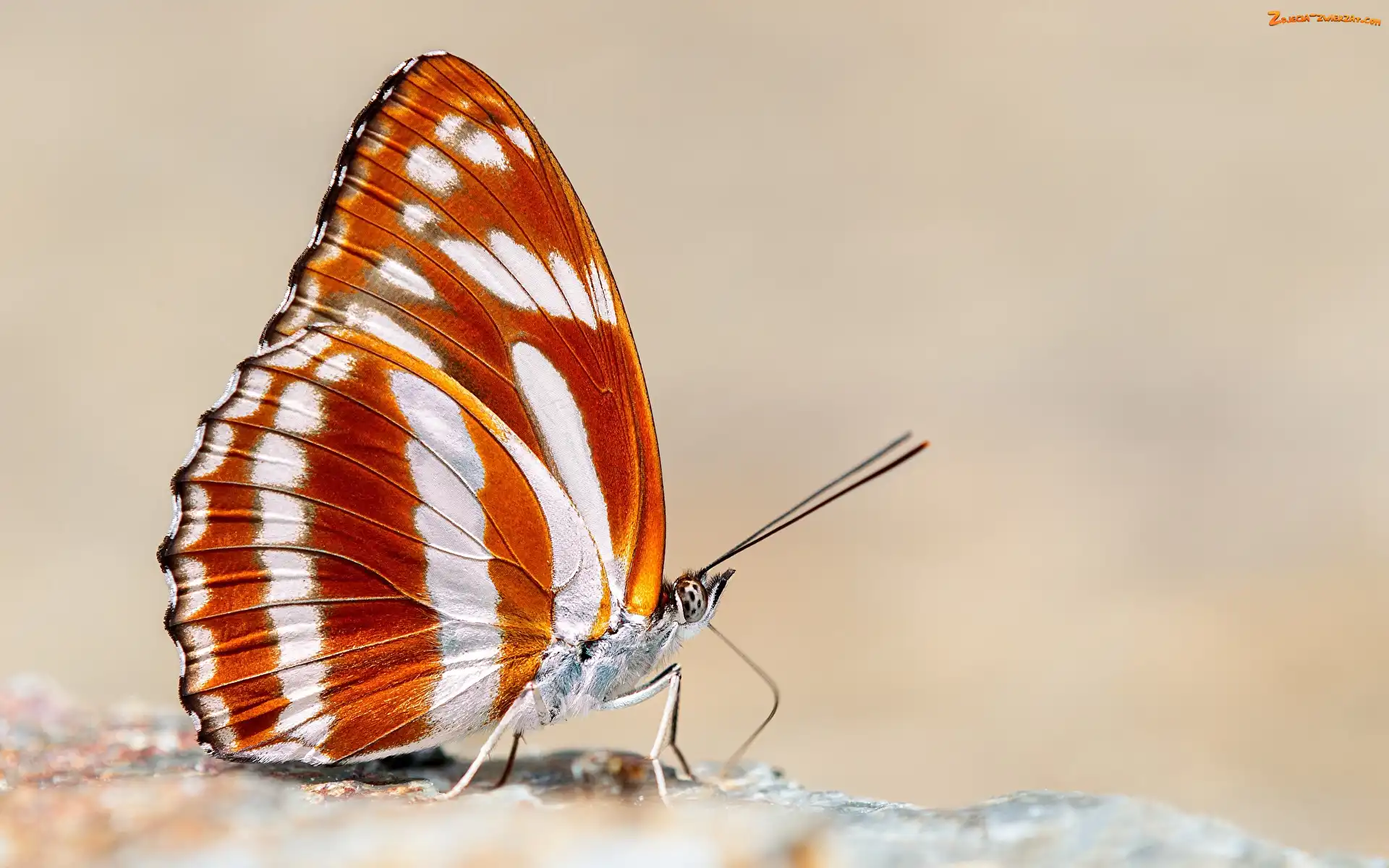 Rozmycie, Kamień, Brązowo-biały, Motyl, Athyma fortuna