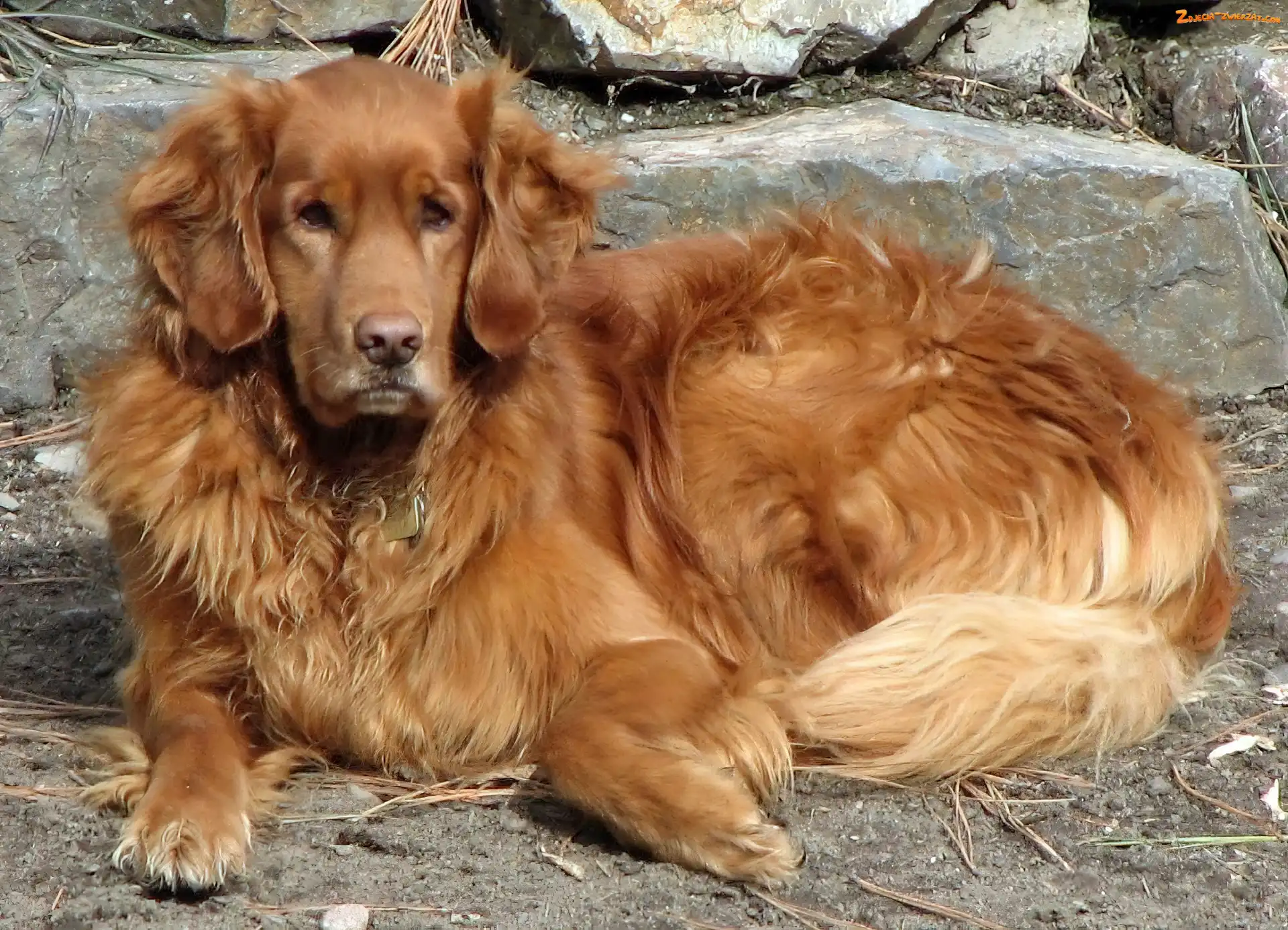 Kamienia, Piesek, Golden Retriever