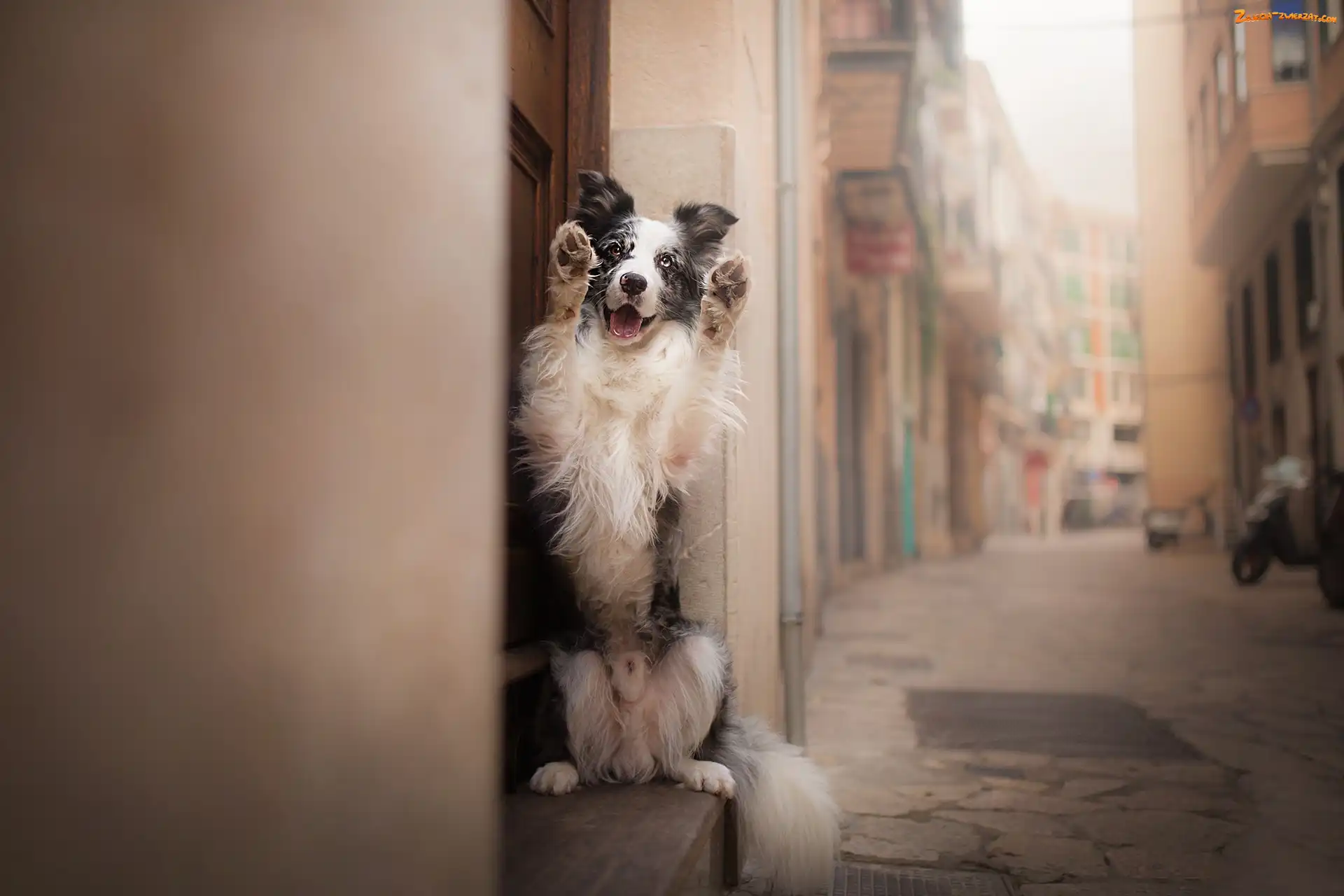 Kamienice, Uliczka, Border collie, Pies, Postawa
