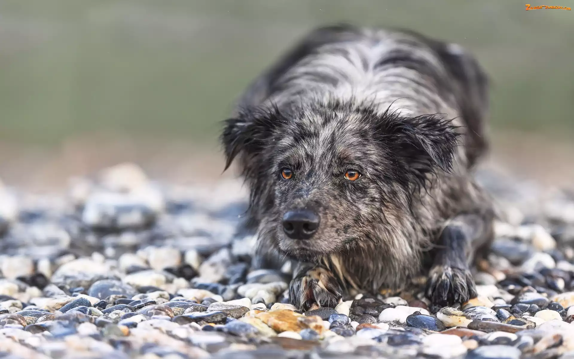 Kamienie
, Pies, Border collie