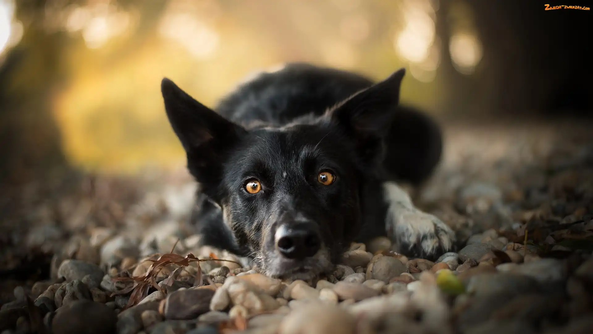 Kamienie, Mordka, Pies, Leżący, Border collie