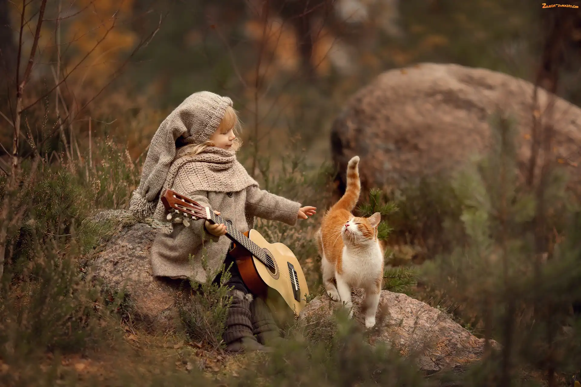 Kamienie, Kot, Dziewczynka, Jesień, Gitara