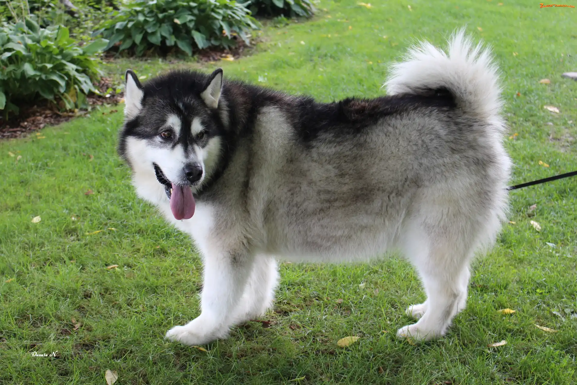 Kanada, Park, Alaskan, Pies, Malamute