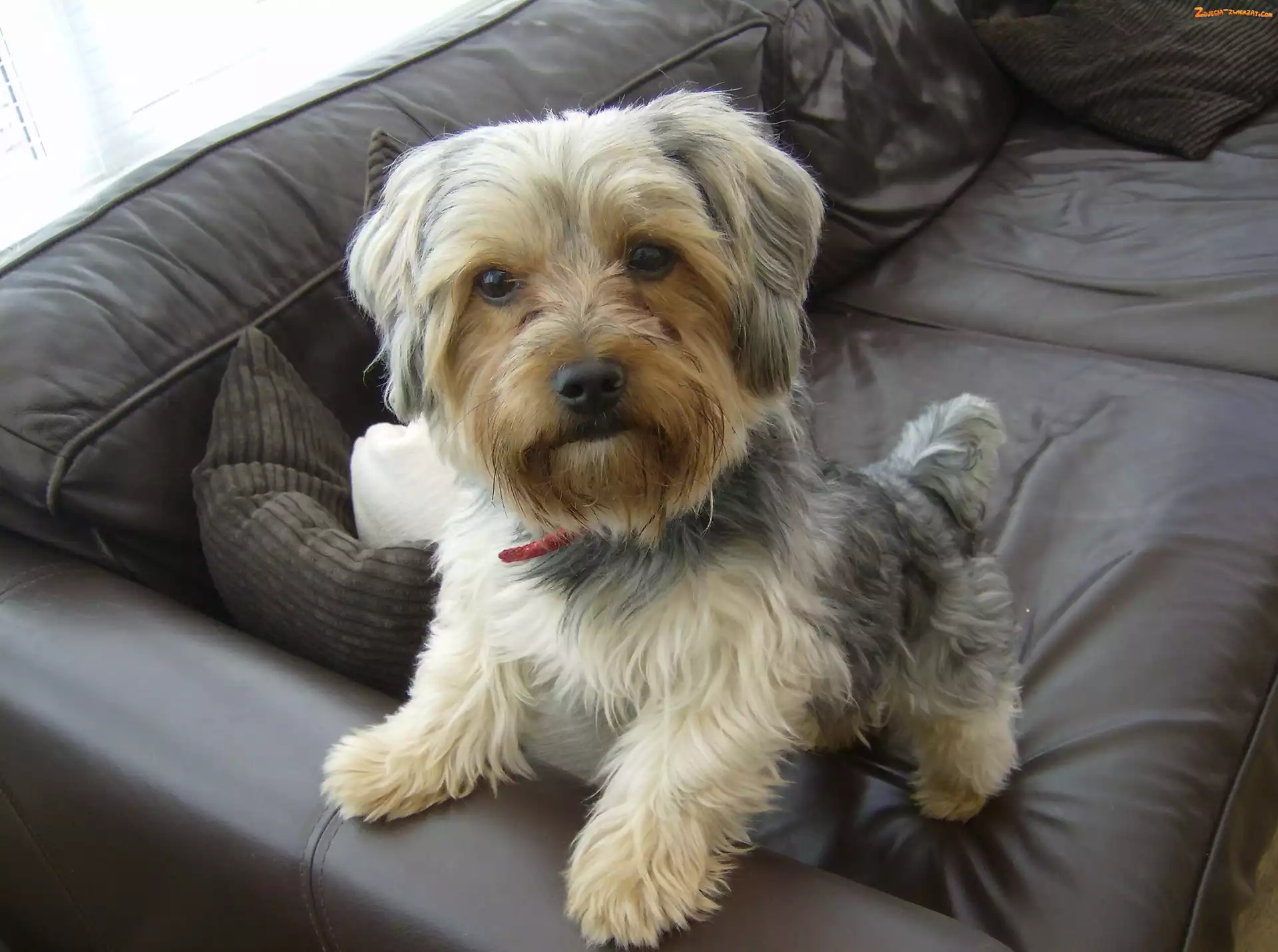 Kanapa, Yorkshire Terrier, Czarna