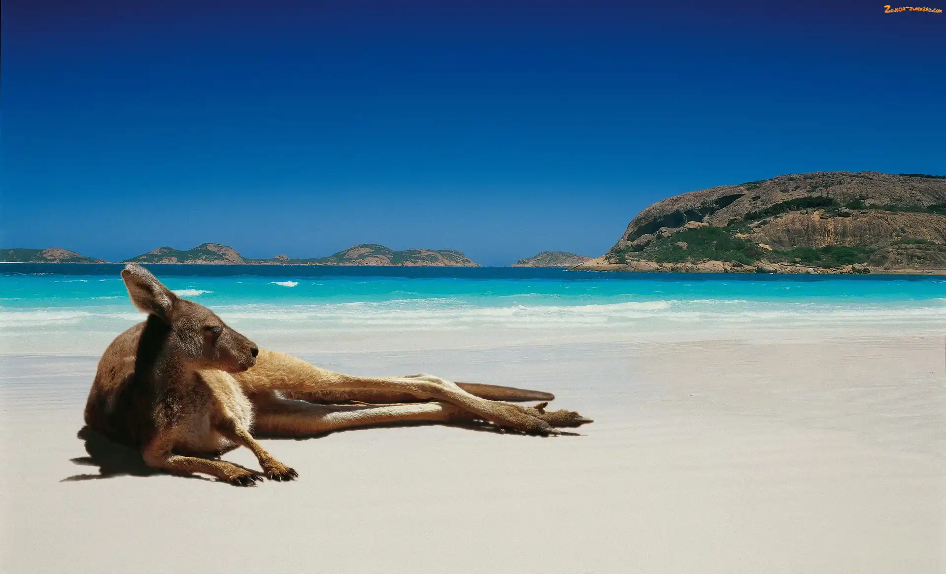 Australia, Kangur, Plaża