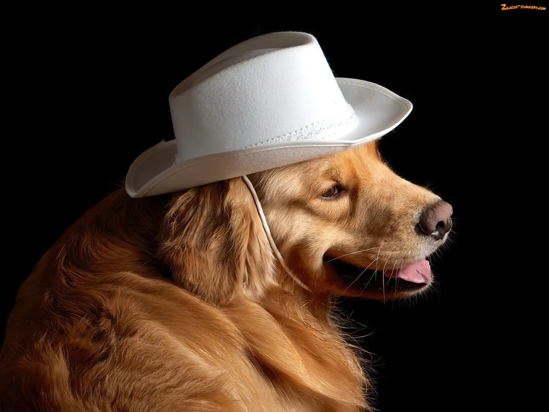 Kapelusz, Golden Retriever, Biały, Pies