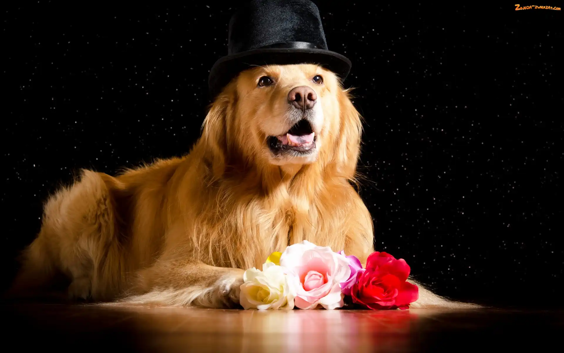 Kapelusz
, Róże, Golden retriever