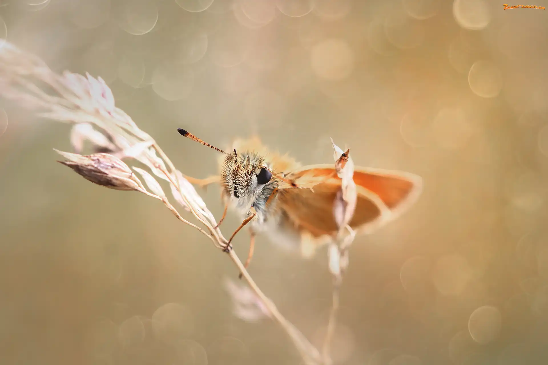 Źdźbło, Karłątek, Motyl