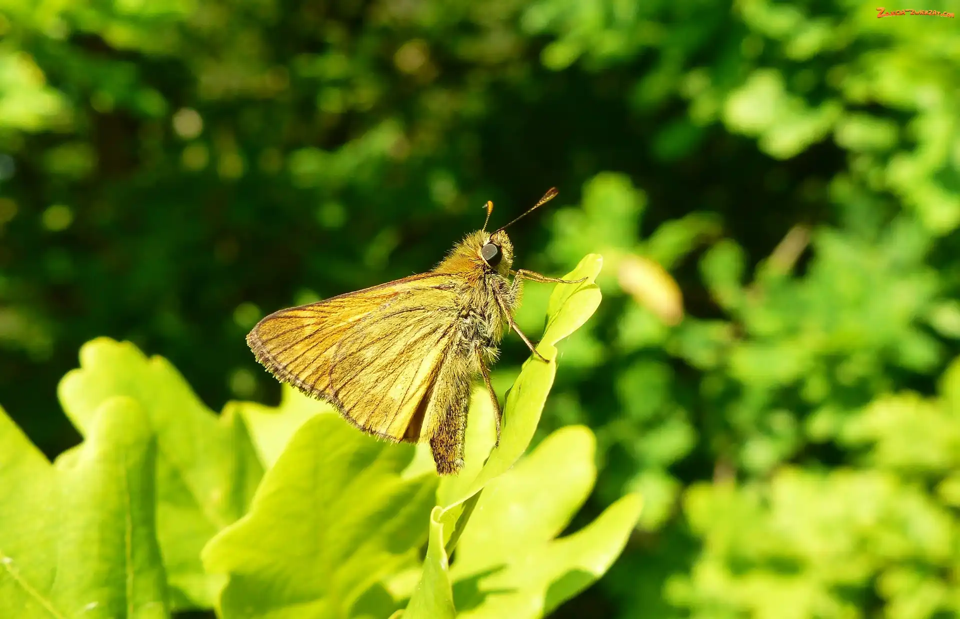 Motyl, Karłątek kniejnik