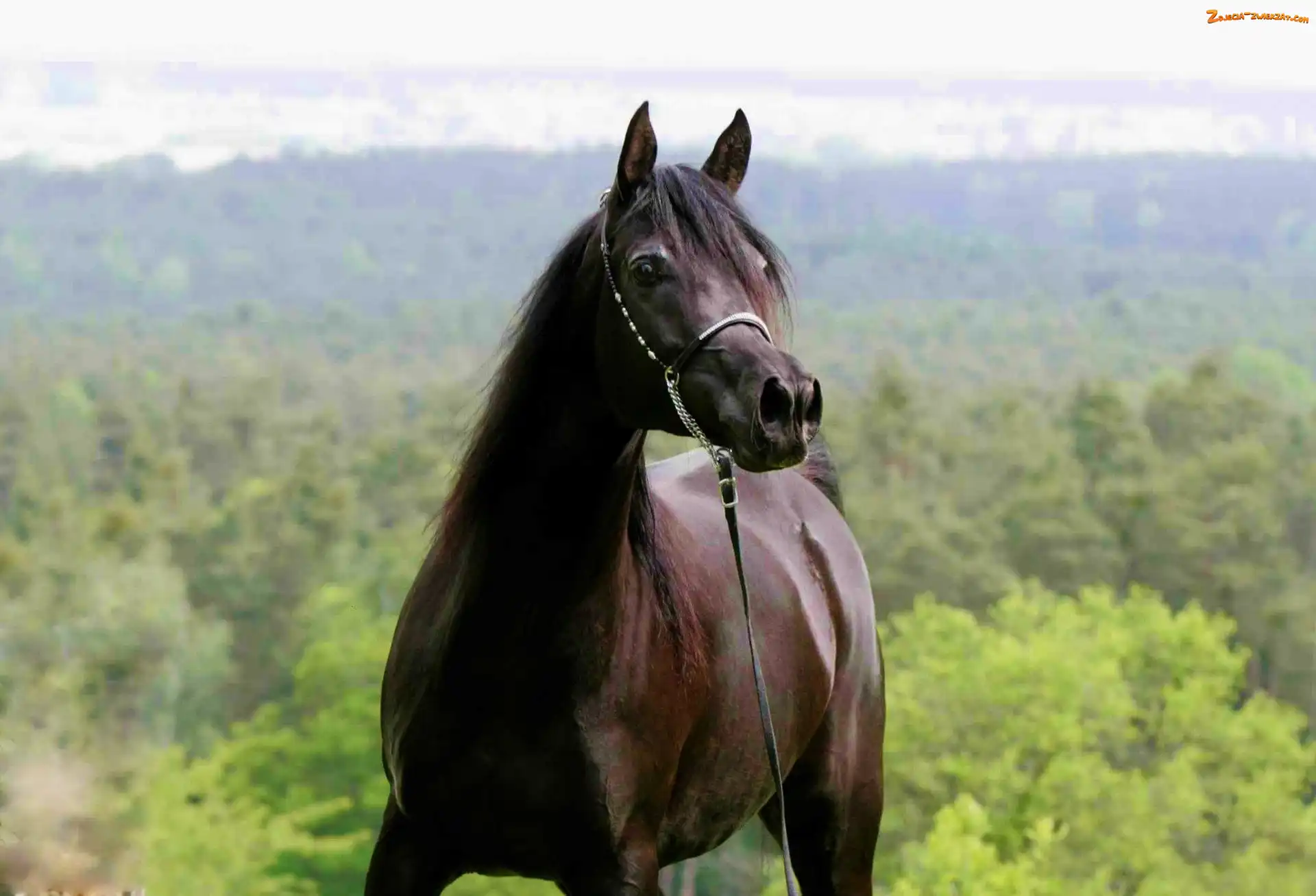 Arab, Kary, Koń