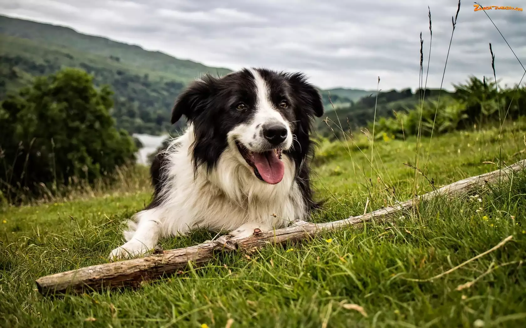 Kij, Border Collie, Łąka